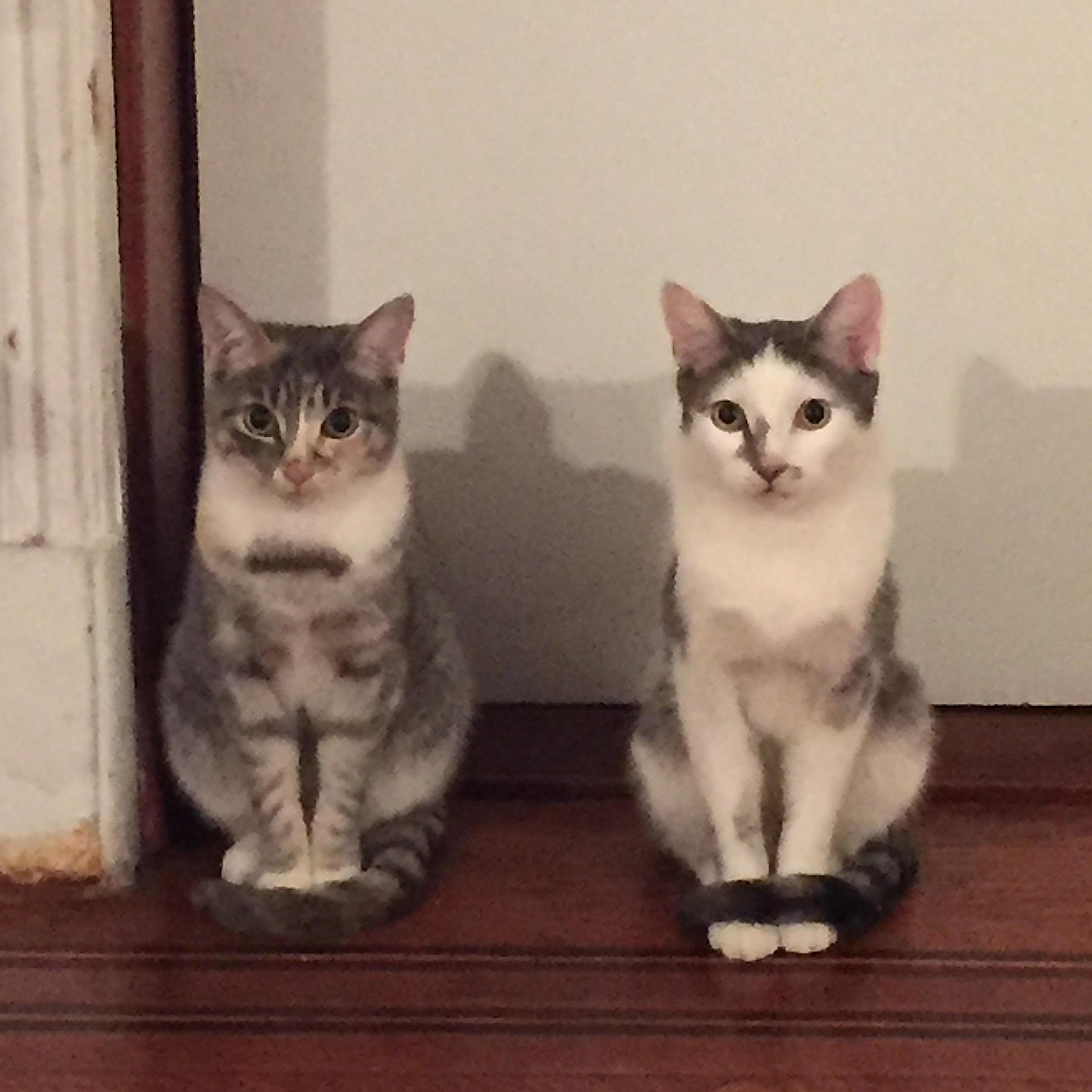 Chicken and Porkchop photo 4