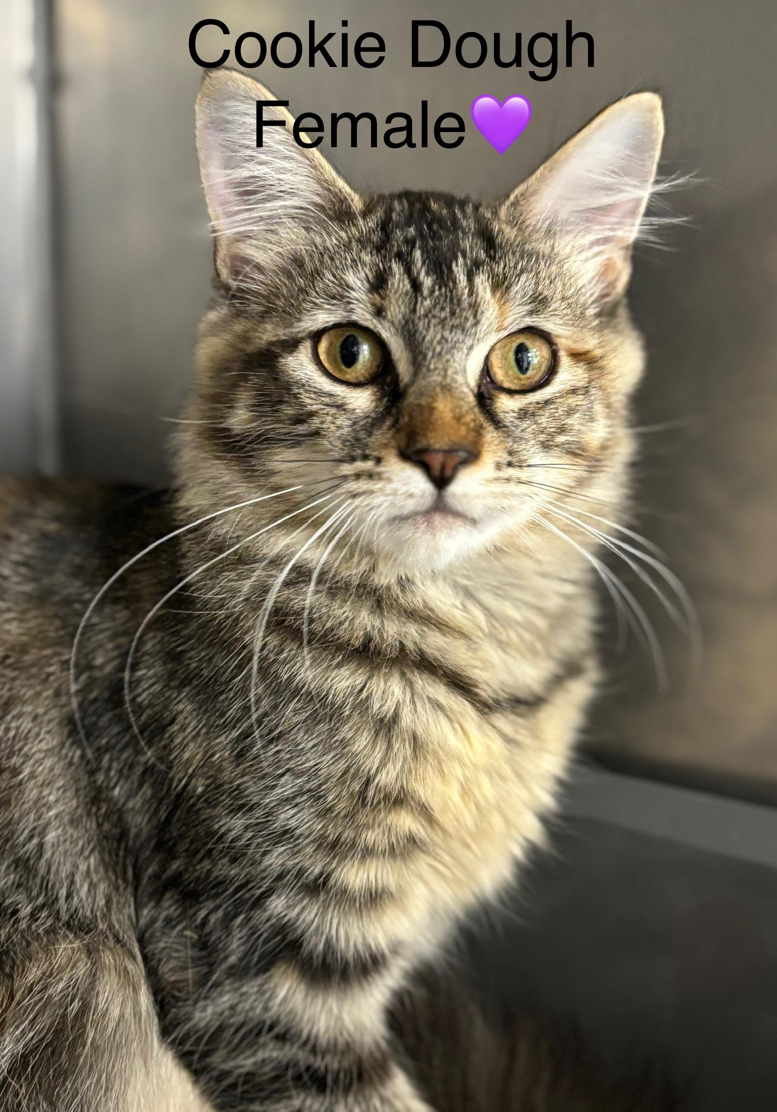 Cookie Dough and Doughnut, an adoptable Domestic Long Hair in Calais, ME, 04619 | Photo Image 1