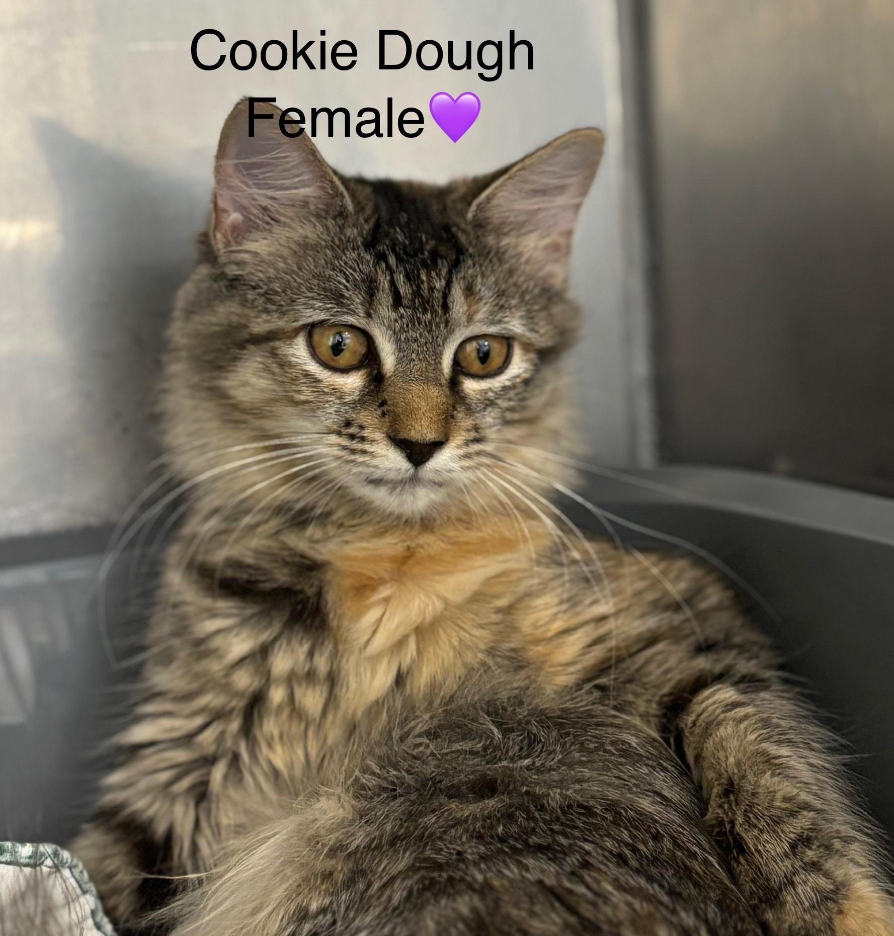 Cookie Dough and Doughnut, an adoptable Domestic Long Hair in Calais, ME, 04619 | Photo Image 4
