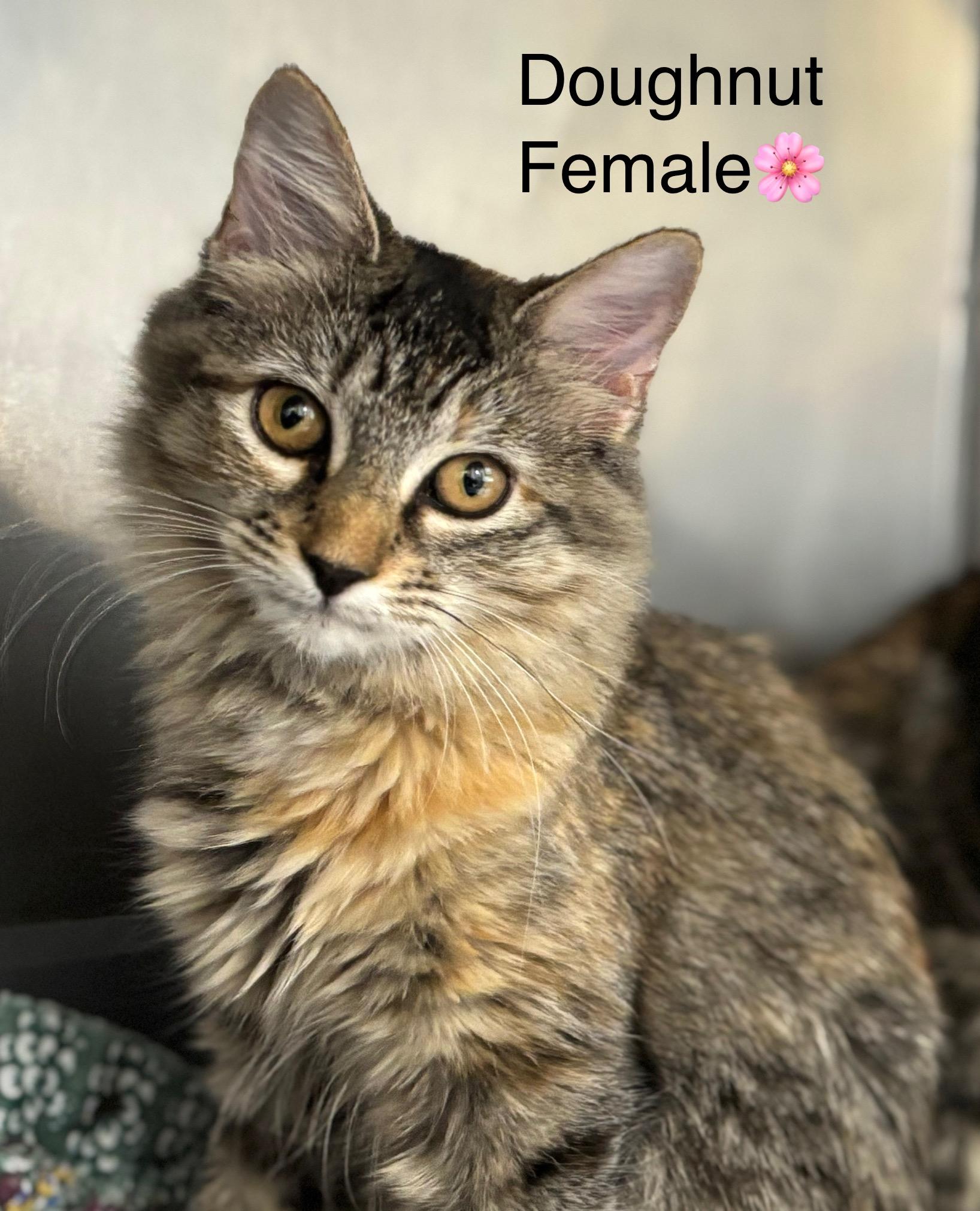 Cookie Dough and Doughnut, an adoptable Domestic Long Hair in Calais, ME, 04619 | Photo Image 2