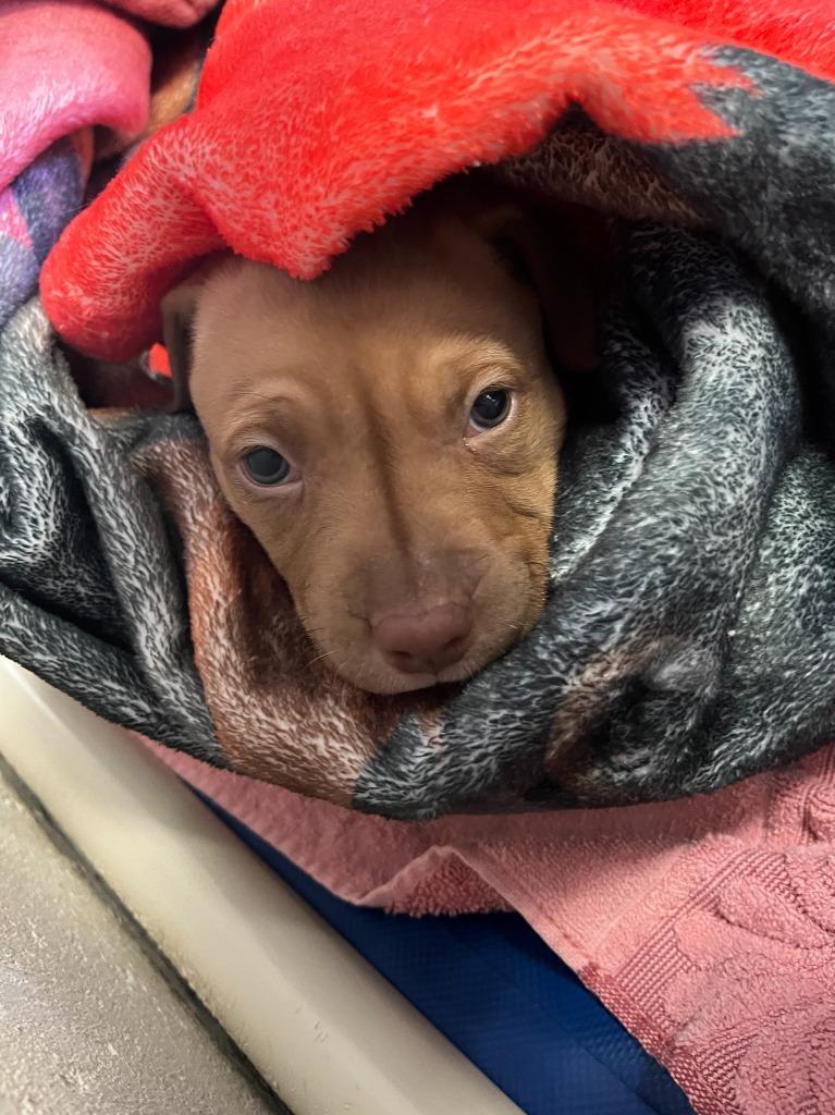 Zoey, Adopted, Puppy Female Pit Bull Terrier.