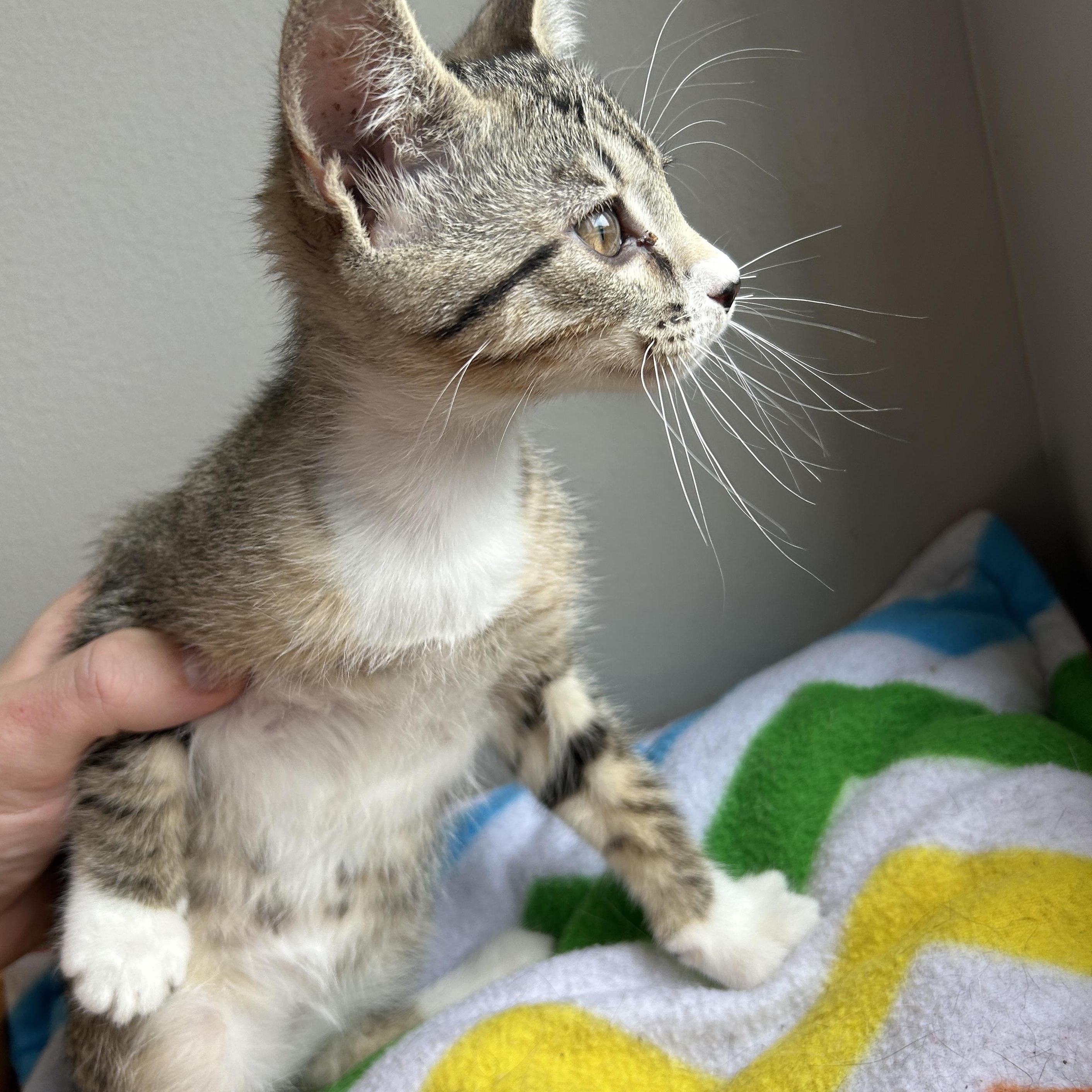 Enlarge Reese, a Adoptable mixed breed in Seward, NE image 3/3