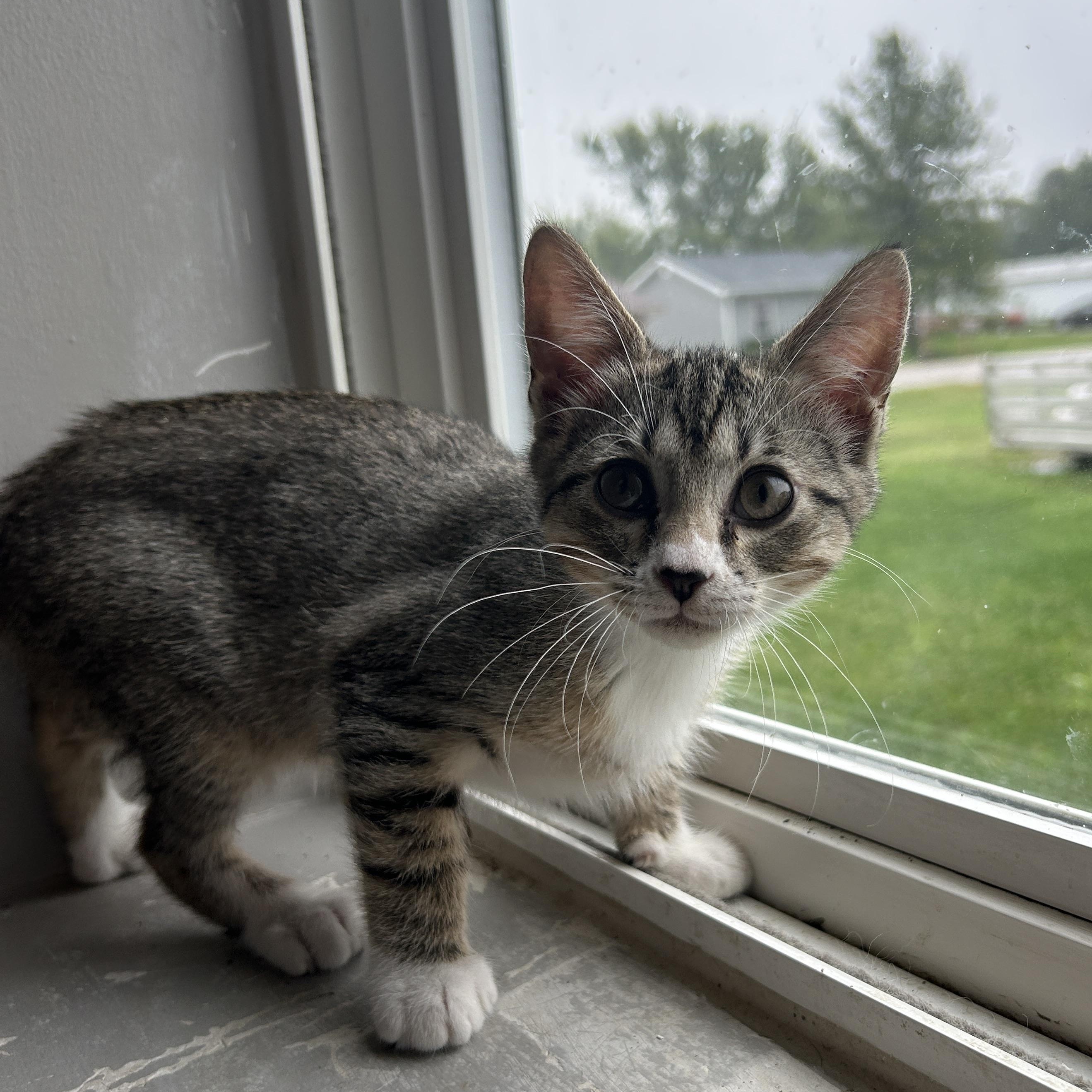 Reese, Adoptable, Kitten Male Domestic Short Hair.
