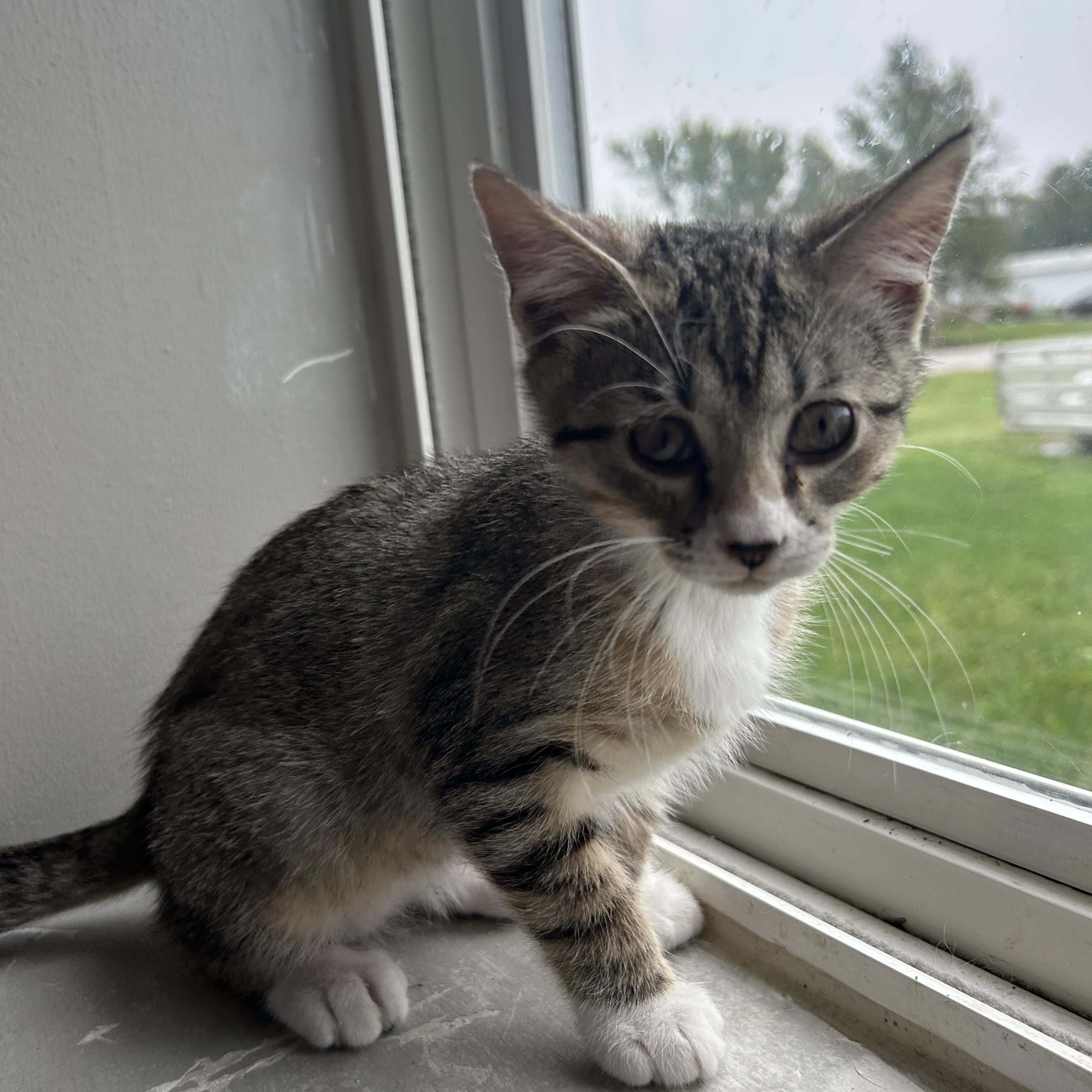 Enlarge Reese, a Adoptable mixed breed in Seward, NE image 2/3
