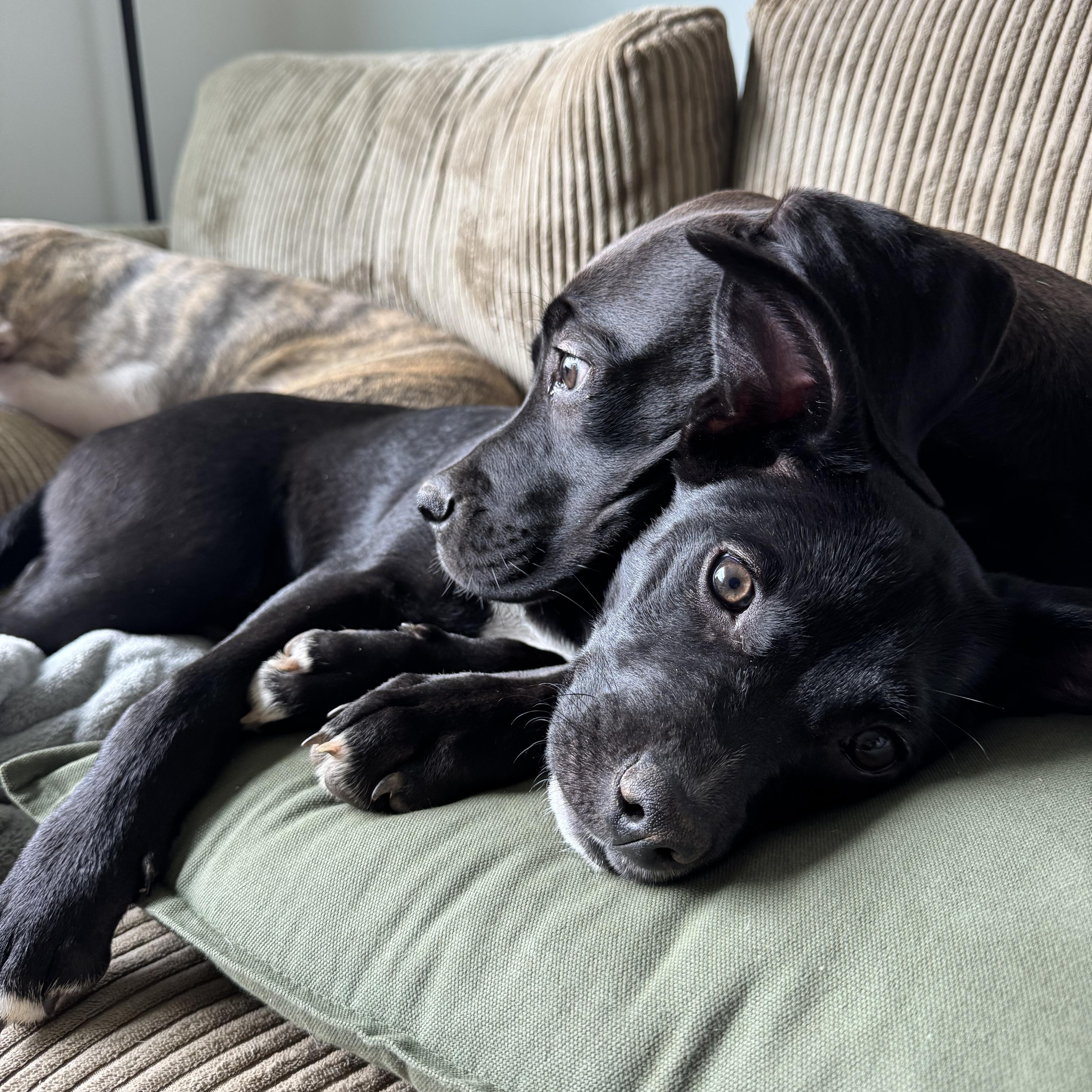 Sharon, a Adoptable mixed breed in Charlotte, NC image 3/5