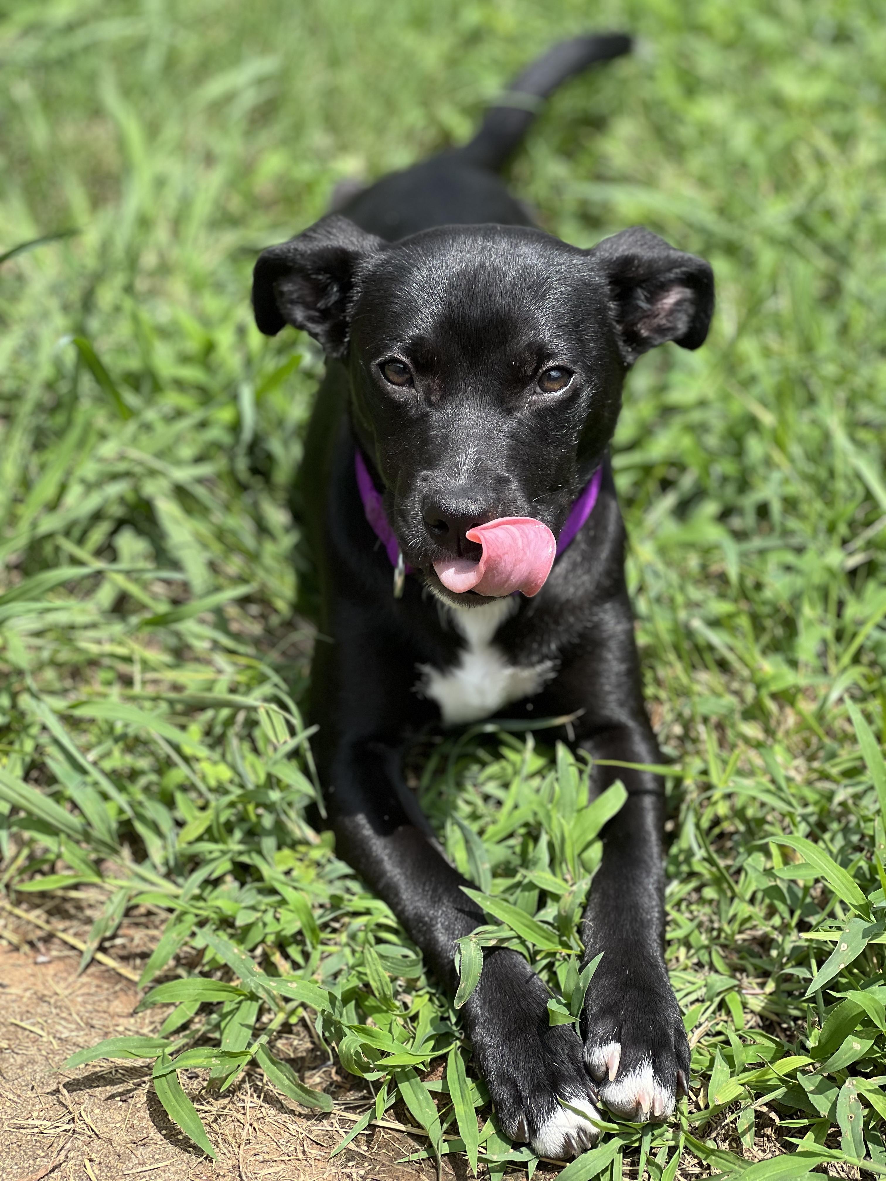 Sharon, a Adoptable mixed breed in Charlotte, NC image 5/5