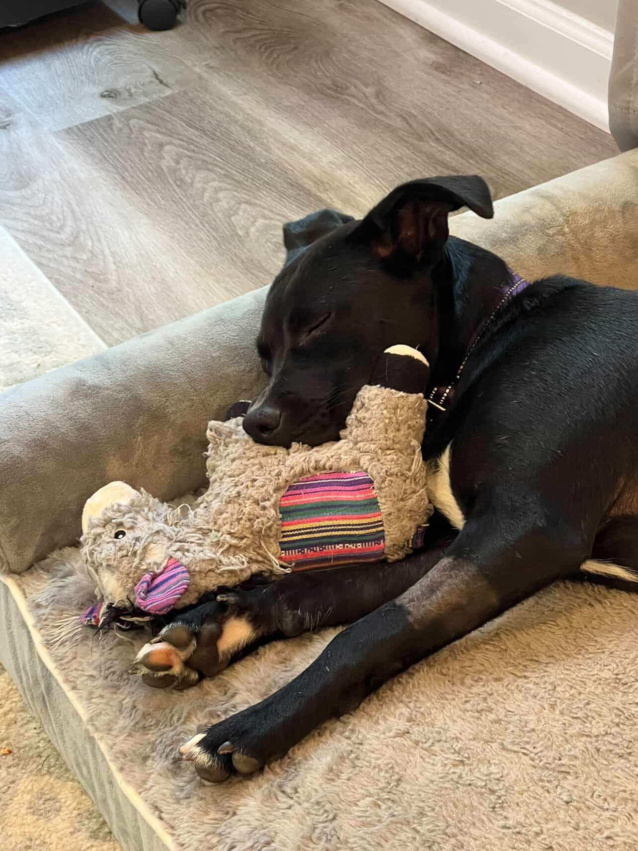 Sharon, a Adoptable mixed breed in Charlotte, NC image 1/5