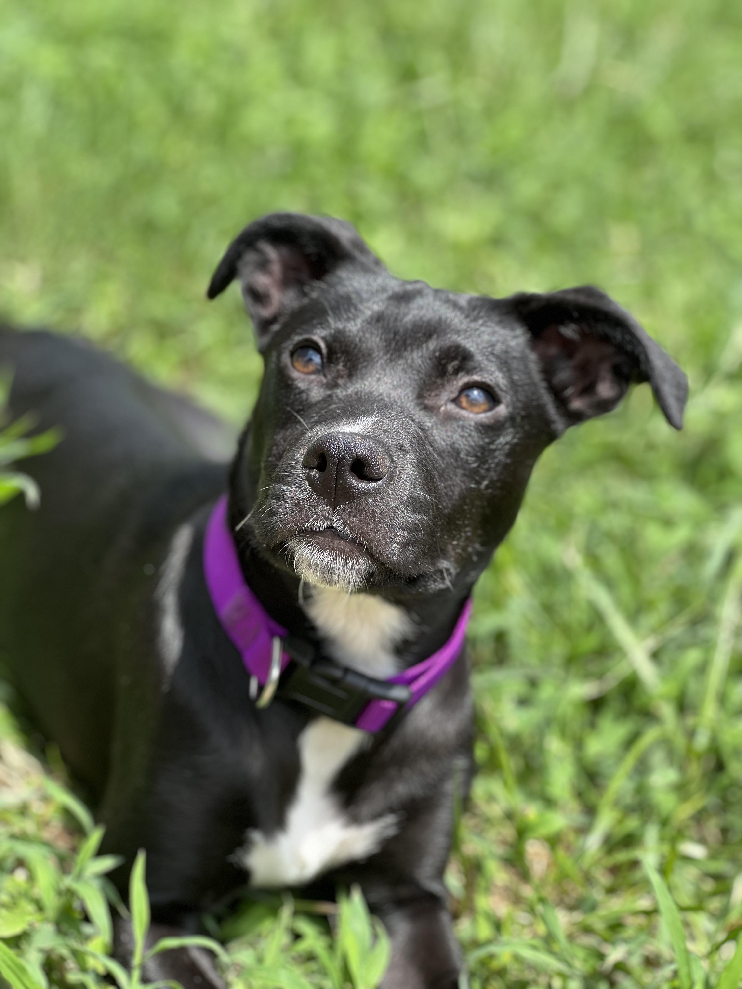Sharon, a Adoptable mixed breed in Charlotte, NC image 4/5