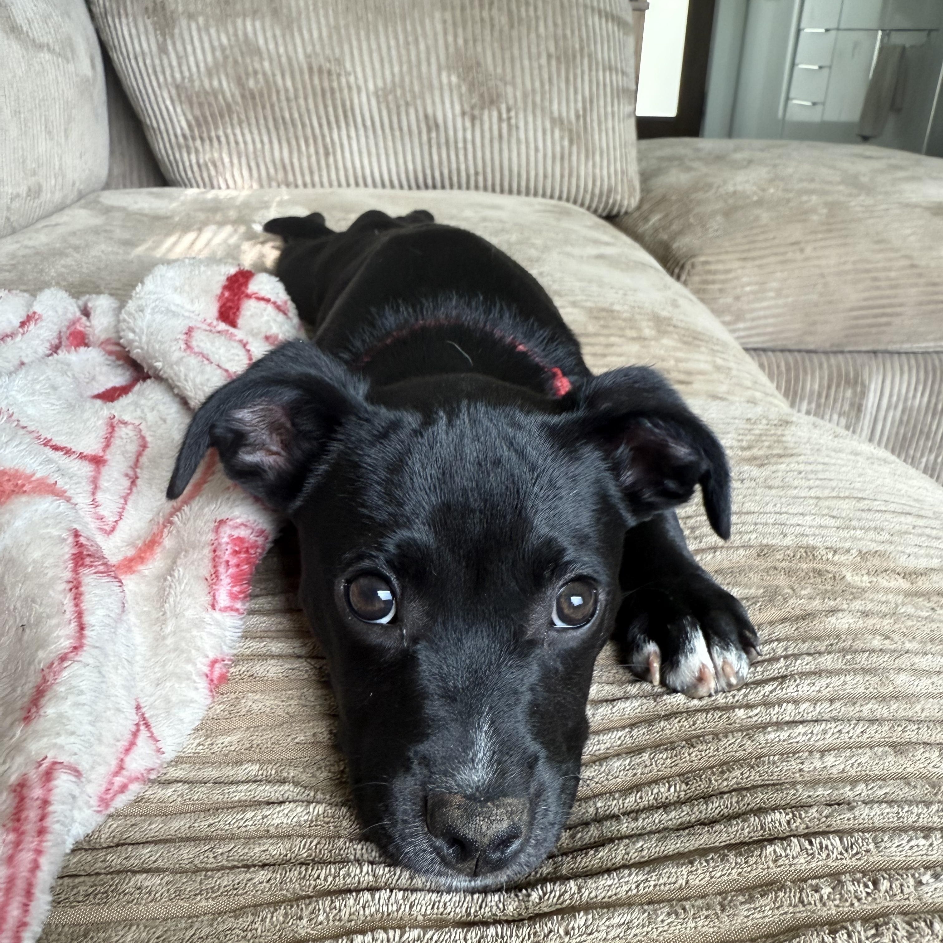 Sharon, Baby Female Mixed Breed
