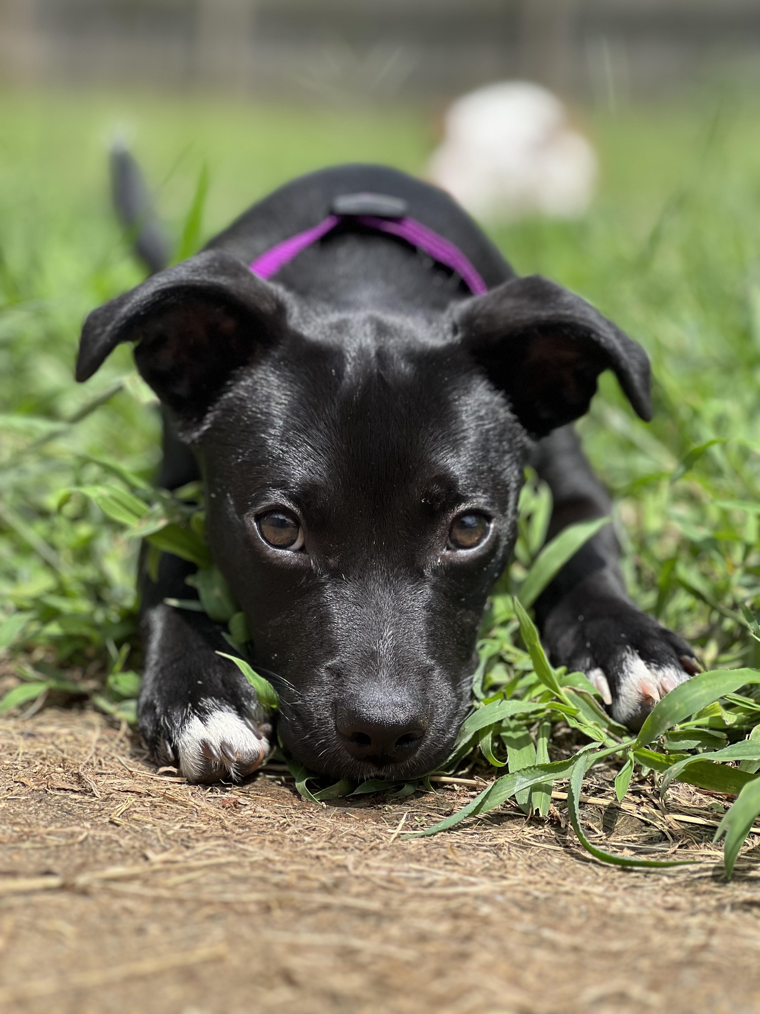 Sharon, Adoptable, Young Female Mixed Breed.