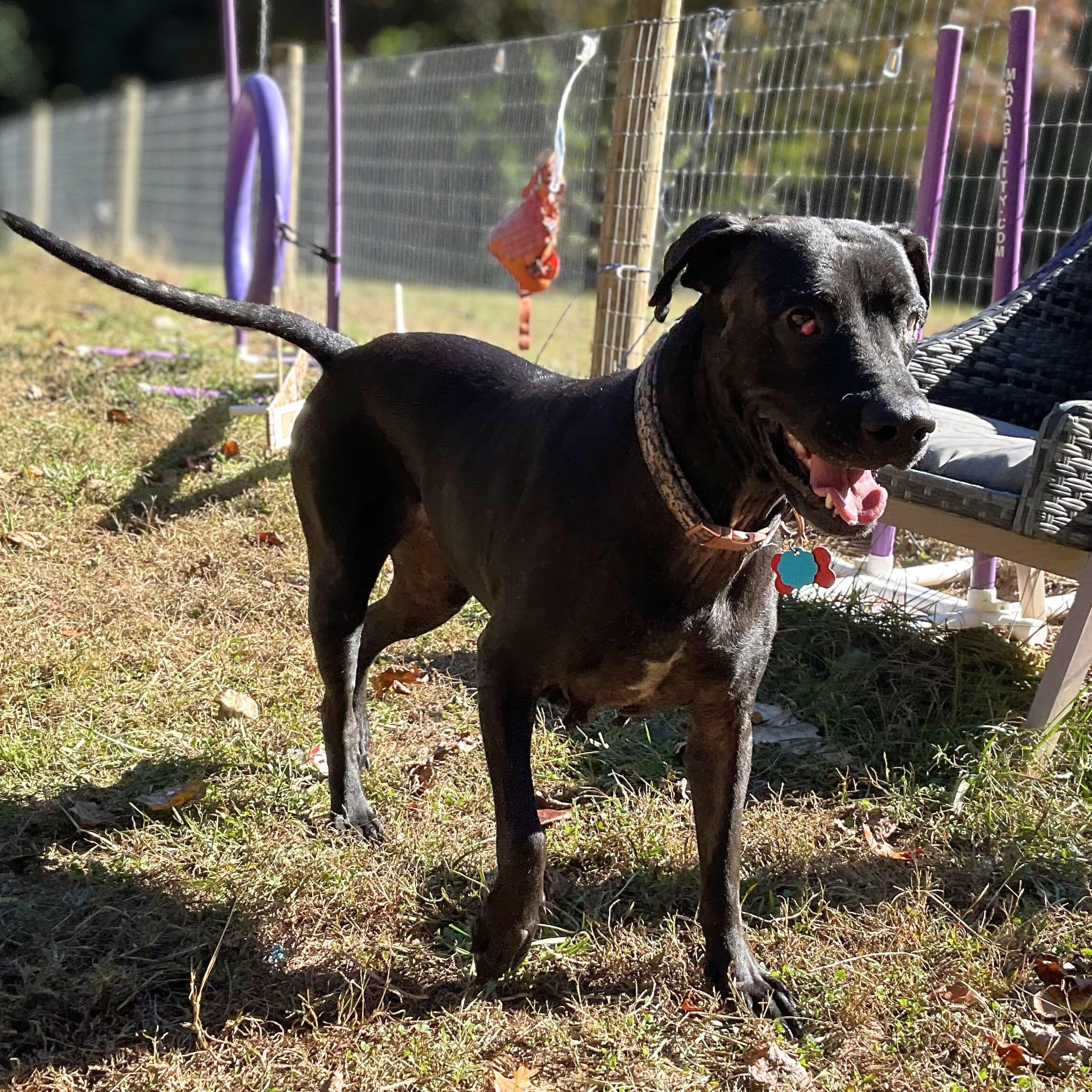 Sisu, Adoptable, Adult Female Black Labrador Retriever.
