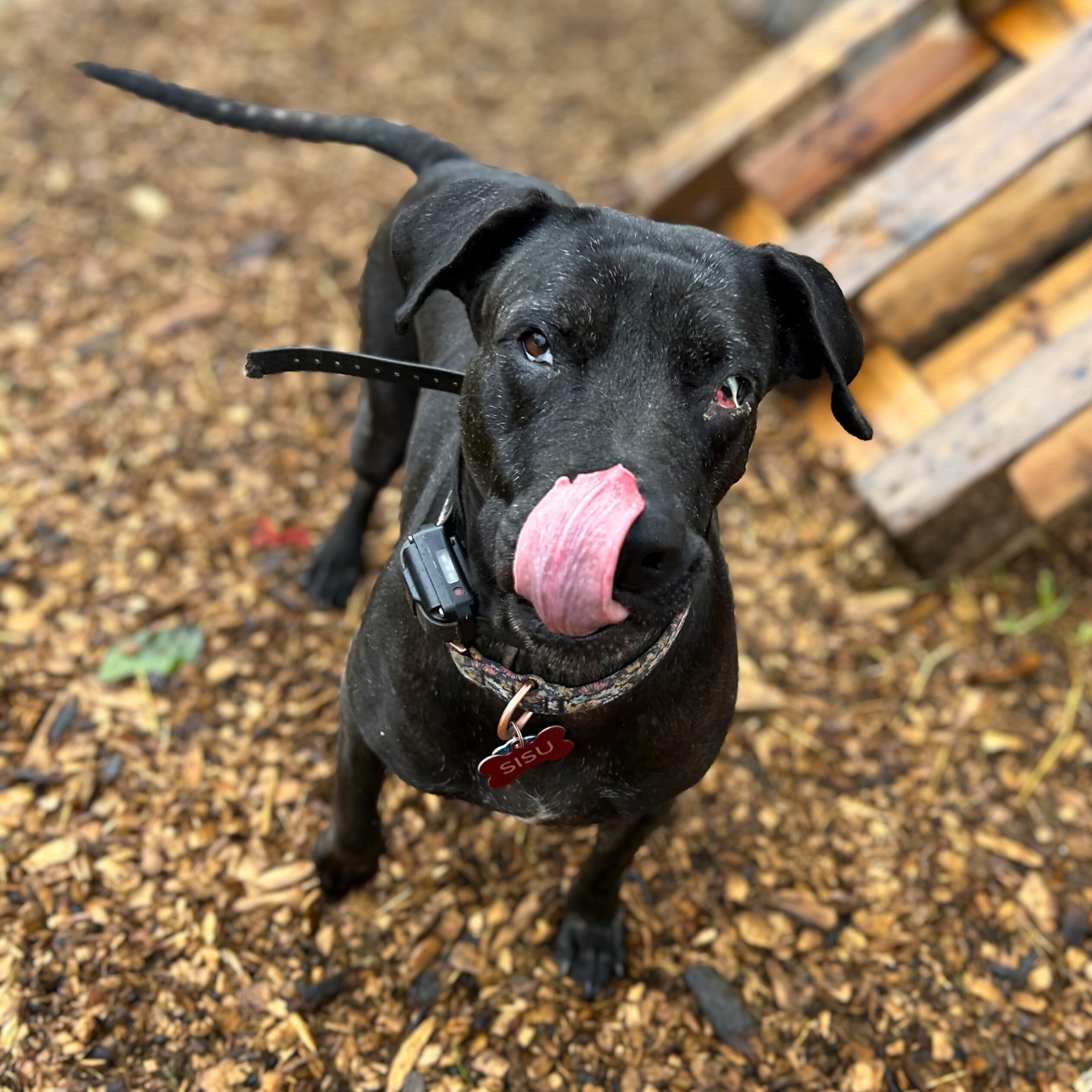 Sisu, a Adoptable mixed breed in Baldwin, MD image 2/5