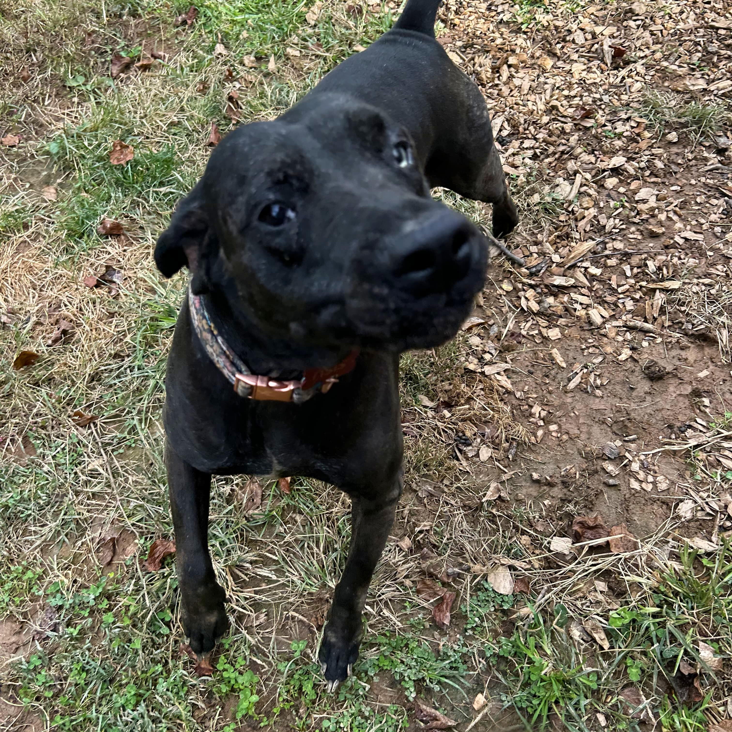 Sisu, a Adoptable mixed breed in Baldwin, MD image 5/5