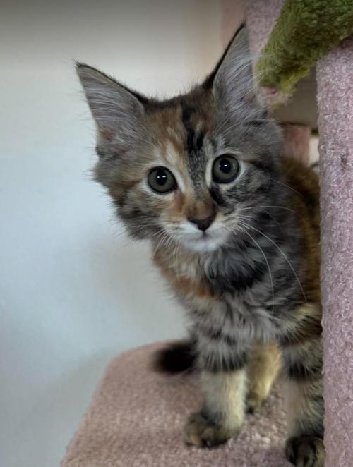 Enlarge Toto, a Adoptable mixed breed in Escondido, CA image 1/5