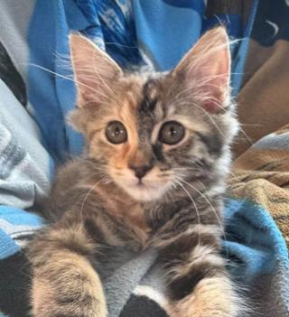 Enlarge Toto, a Adoptable mixed breed in Escondido, CA image 2/5