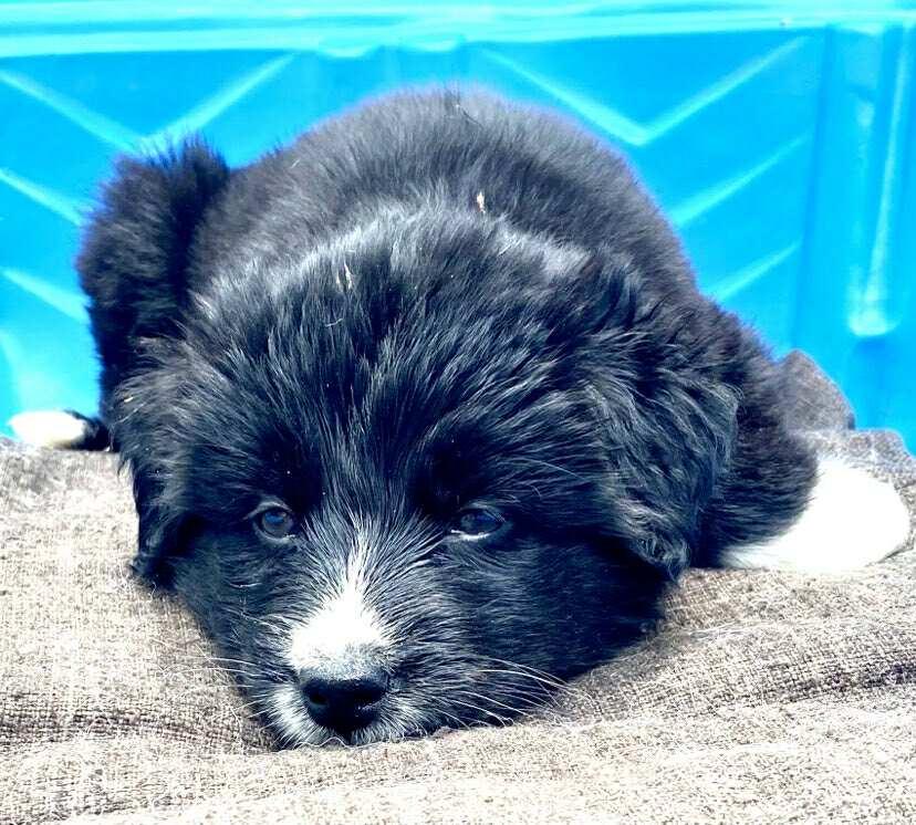 Blue, a Adopted mixed breed in Toronto, ON image 2/4