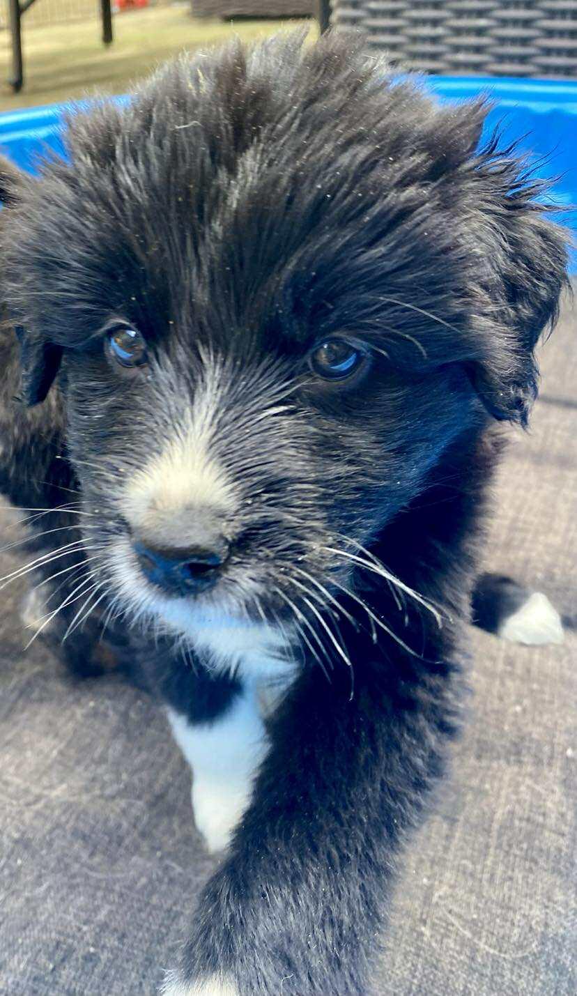 Blue, a Adopted mixed breed in Toronto, ON image 1/4