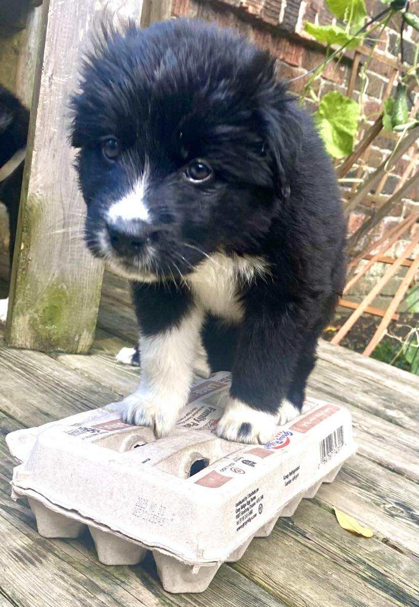 Blue, a Adopted mixed breed in Toronto, ON image 3/4