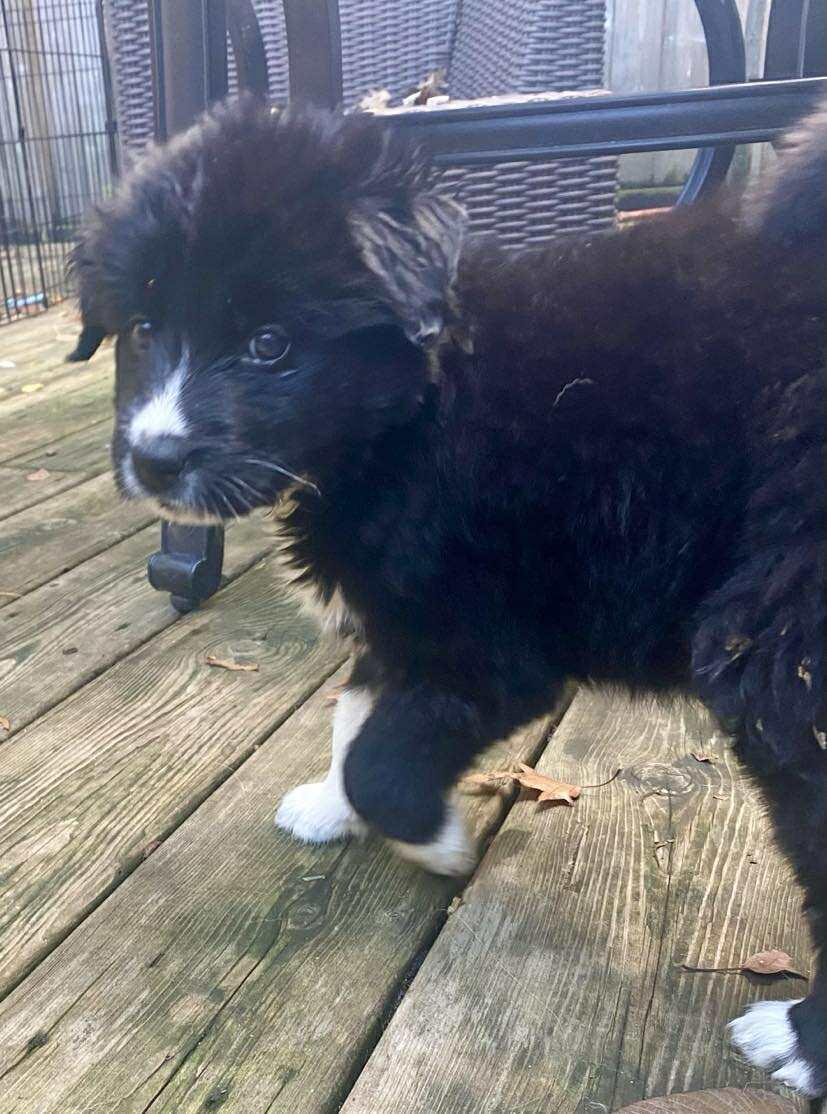 Blue, a Adopted mixed breed in Toronto, ON image 4/4