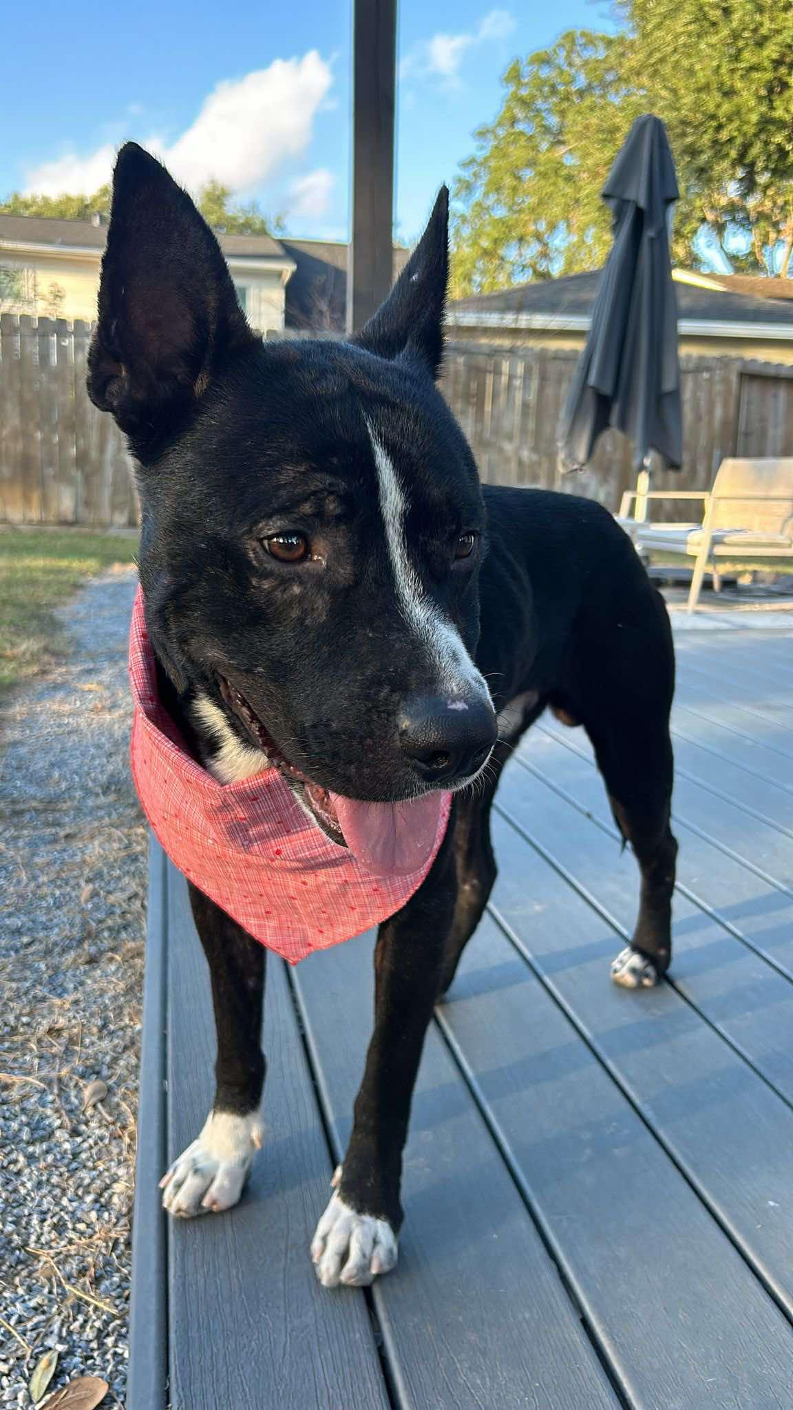 Oreo photo 3