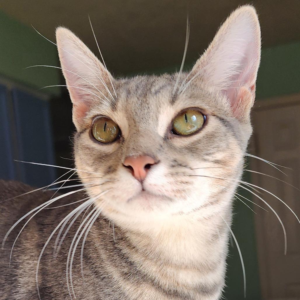 Petrie, Adoptable, Young Male Domestic Short Hair.