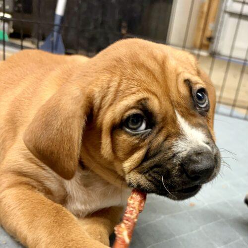 Kaia, Adoptable, Puppy Female Hound & Labrador Retriever.