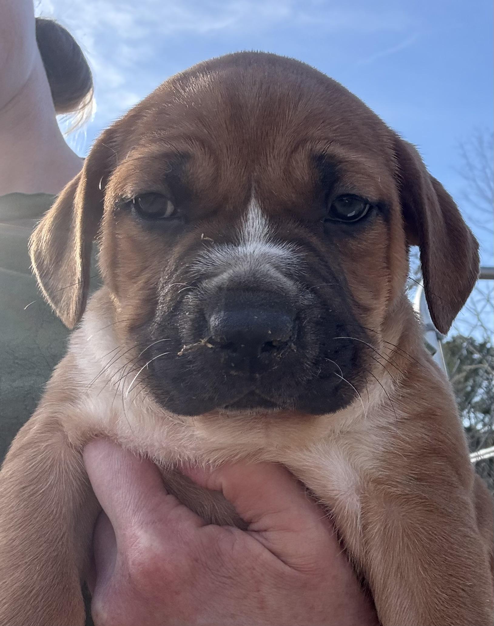 Kaia, a Adoptable mixed breed in Sanford, NC image 2/2