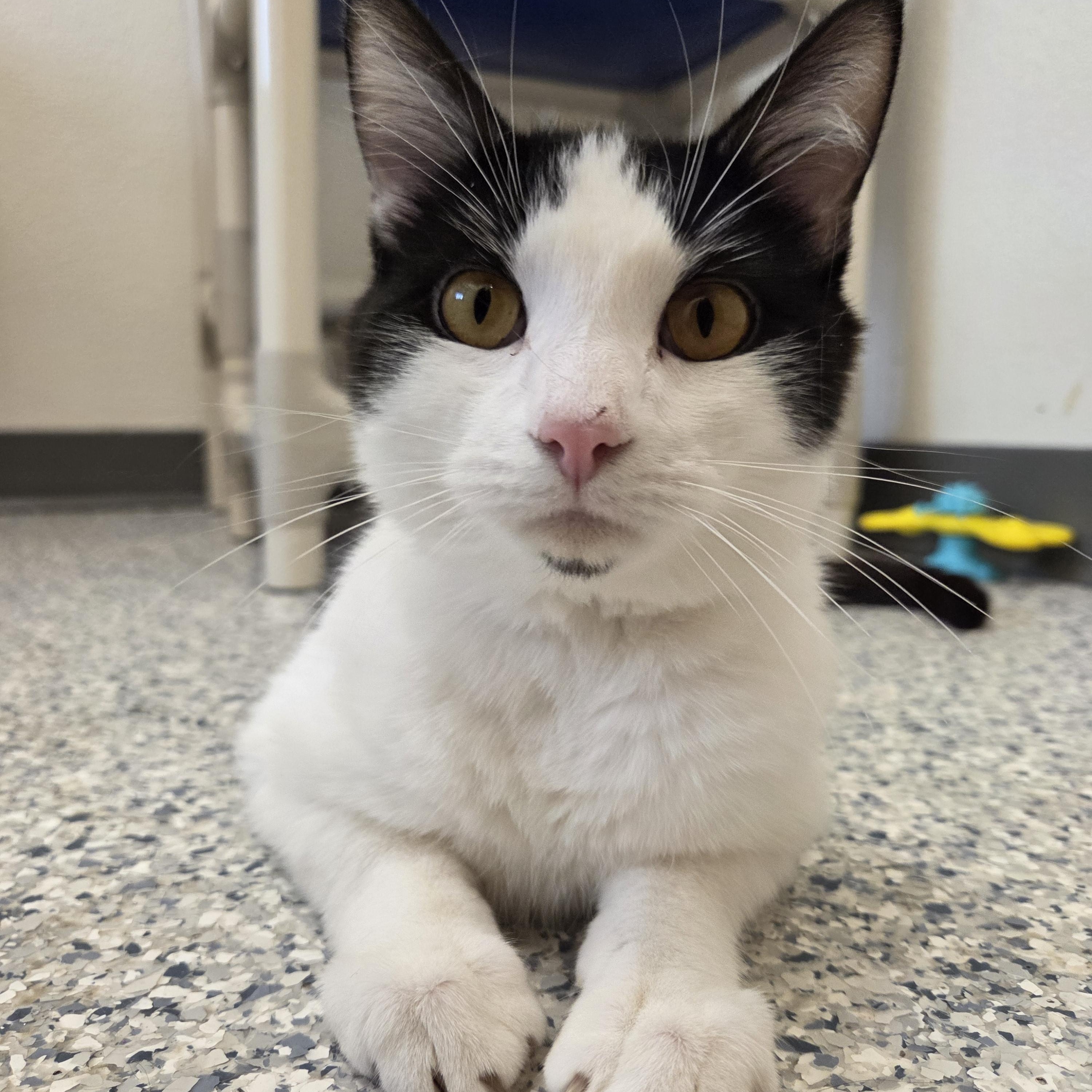 Enlarge Chumble, a Adoptable Domestic Short Hair in Nevada, IA image 5/5