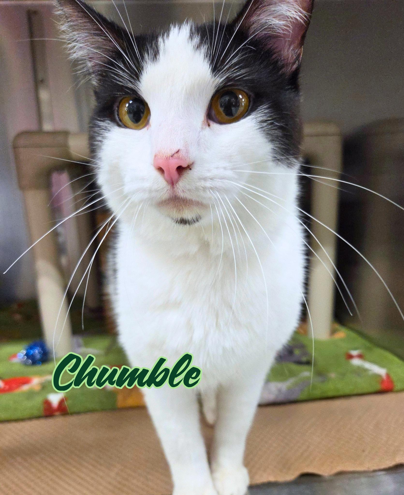 Enlarge Chumble, a Adoptable Domestic Short Hair in Nevada, IA image 1/1
