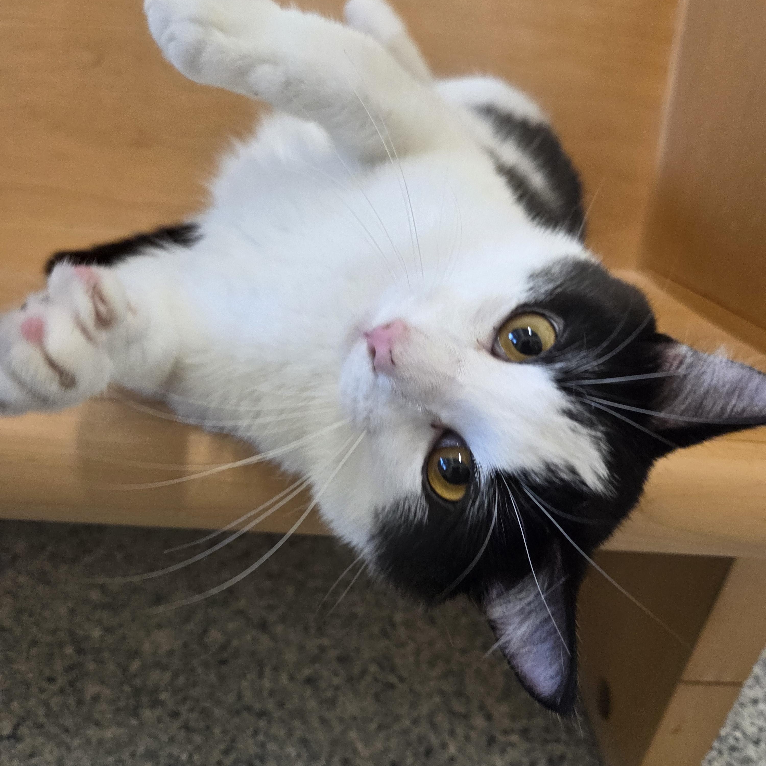 Enlarge Chumble, a Adoptable Domestic Short Hair in Nevada, IA image 2/5