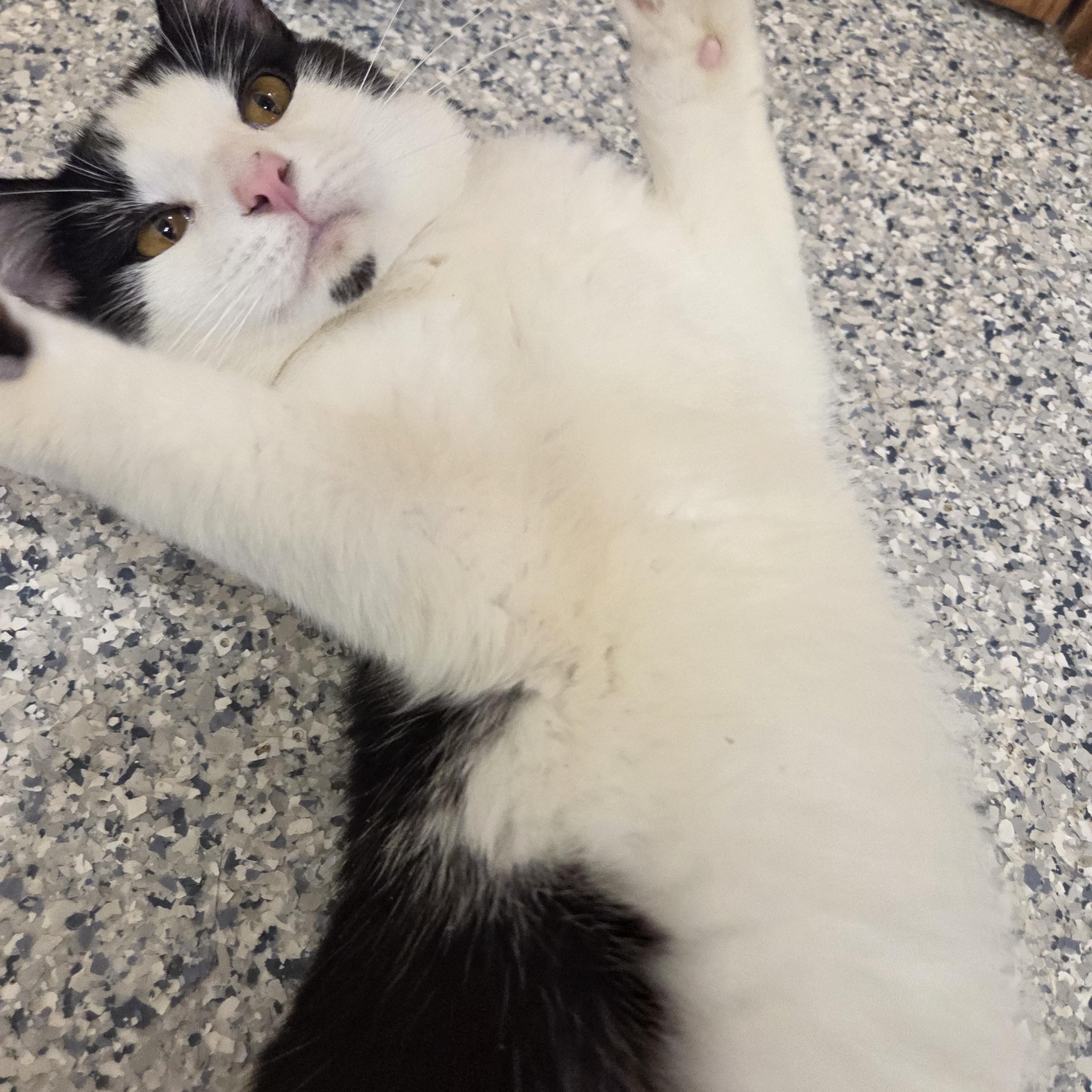 Enlarge Chumble, a Adoptable Domestic Short Hair in Nevada, IA image 4/5