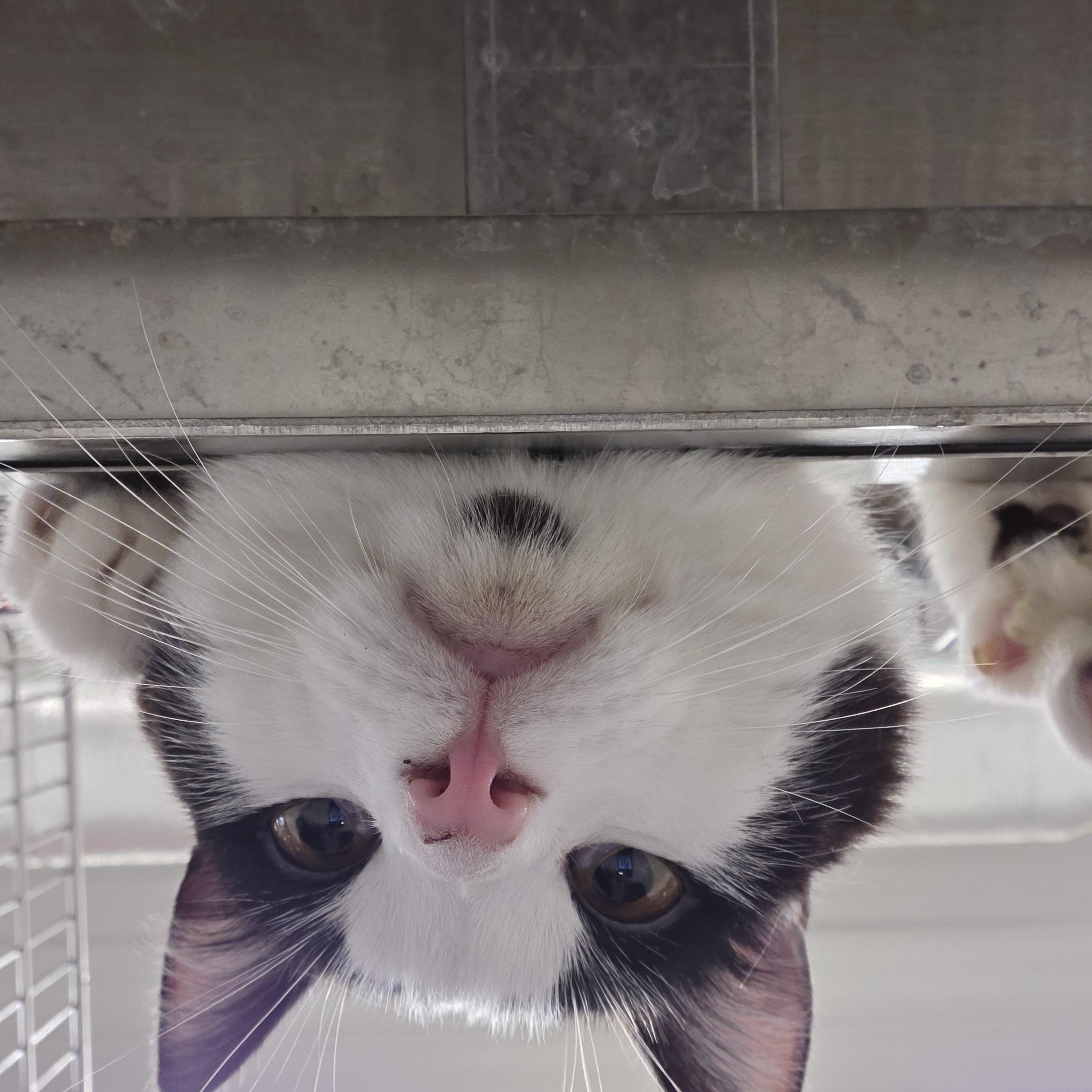 Enlarge Chumble, a Adoptable Domestic Short Hair in Nevada, IA image 3/5