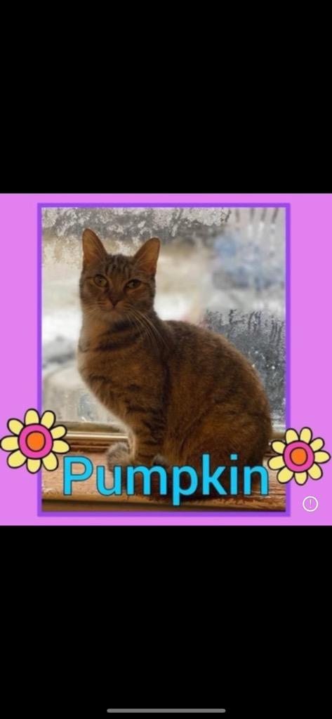 Pumpkin, Adoptable, Adult Female Domestic Short Hair.
