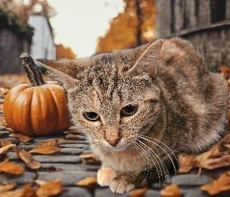 Enlarge Pumpkin, a Adoptable mixed breed in Richland Hills, TX image 2/2