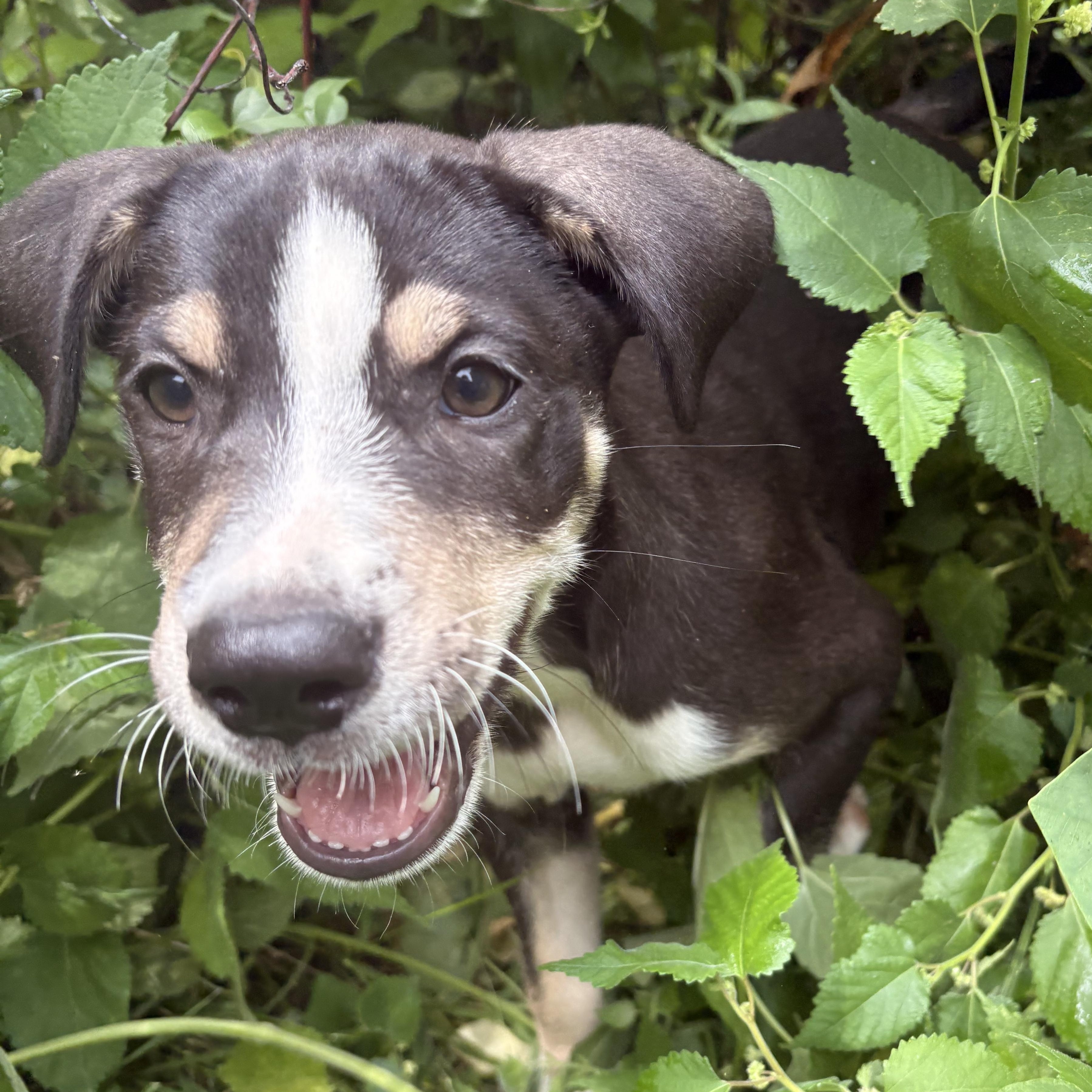 Enlarge Gigi, a Adopted mixed breed in Cincinnati , OH image 1/4