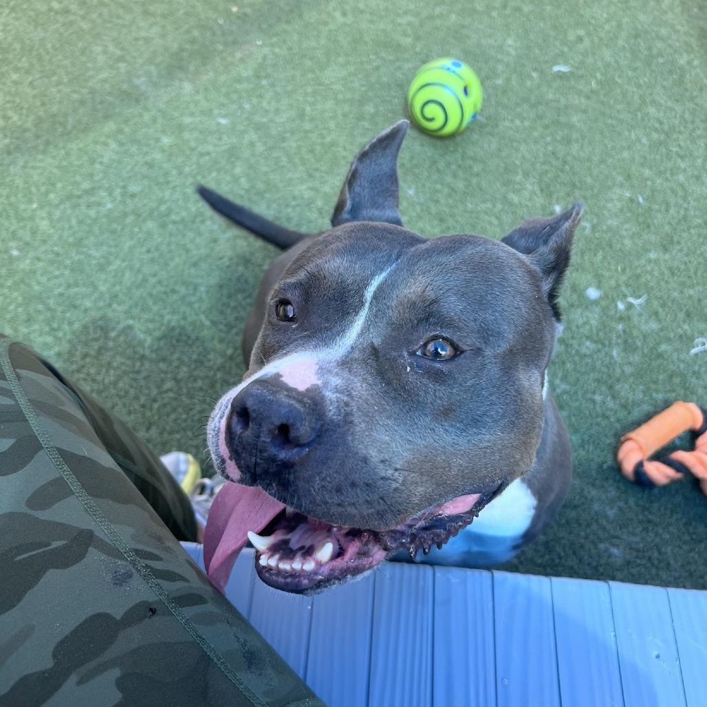 Melody, Adoptable, Adult Female Pit Bull Terrier.