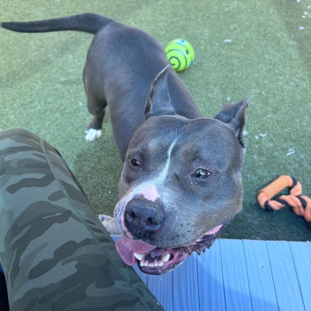 Enlarge Melody, a Adoptable Pit Bull Terrier in Greensboro, NC image 2/6