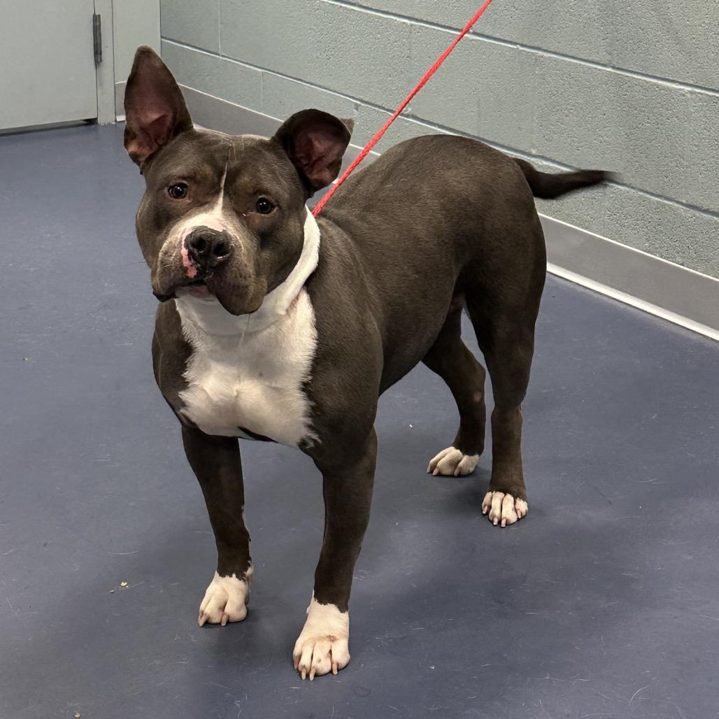 Enlarge Melody, a Adoptable Pit Bull Terrier in Greensboro, NC image 3/6