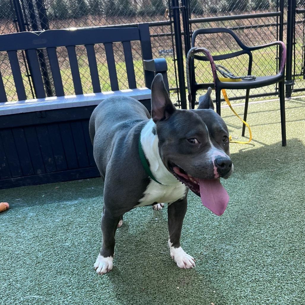 Enlarge Melody, a Adoptable Pit Bull Terrier in Greensboro, NC image 4/6