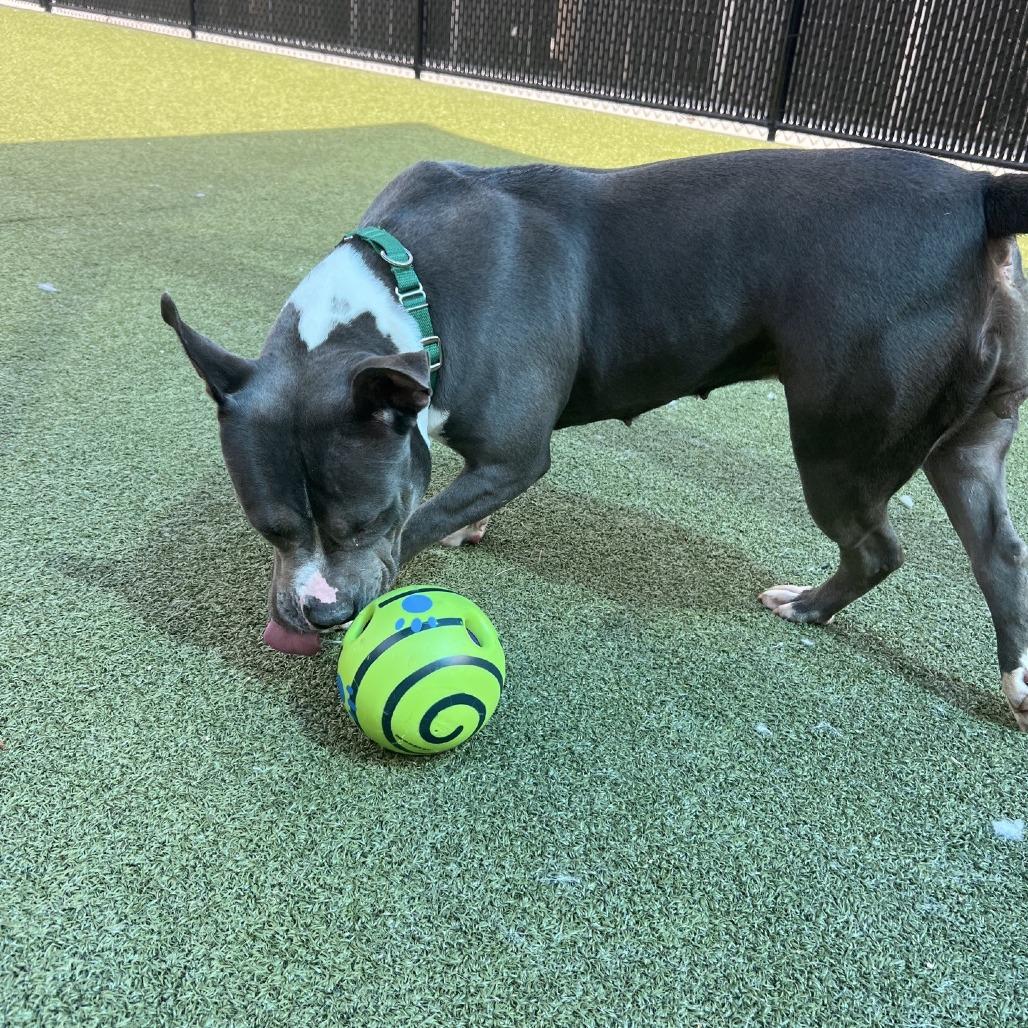 Enlarge Melody, a Adoptable Pit Bull Terrier in Greensboro, NC image 5/6
