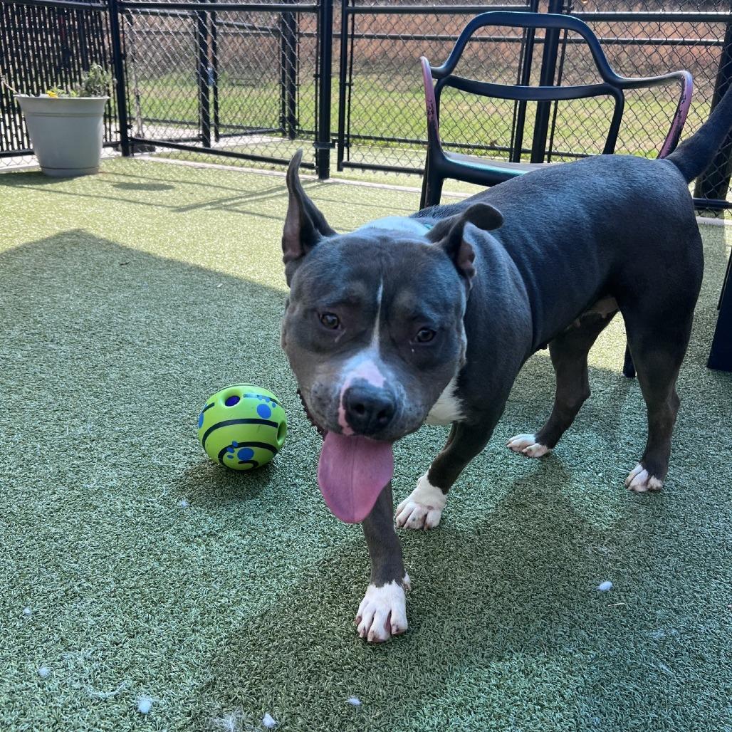 Enlarge Melody, a Adoptable Pit Bull Terrier in Greensboro, NC image 6/6