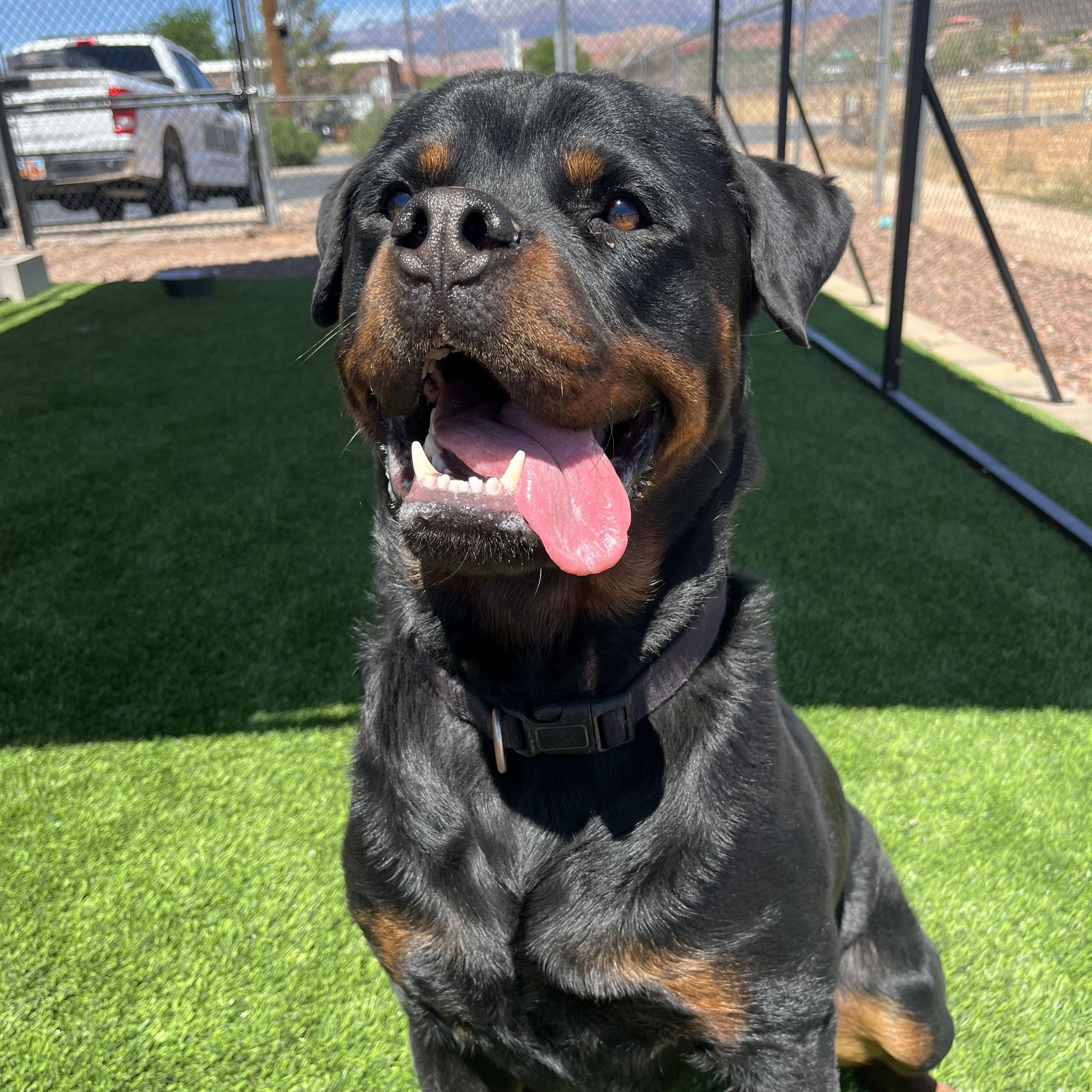 Cupcake, adopted, Young Male Rottweiler.