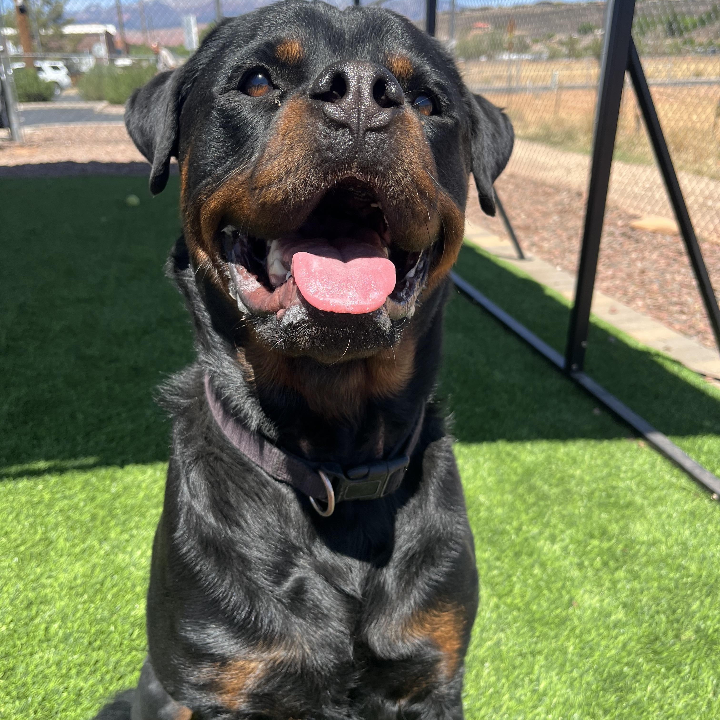 Enlarge Cupcake, an adopted Rottweiler in Washington, UT image 2/2