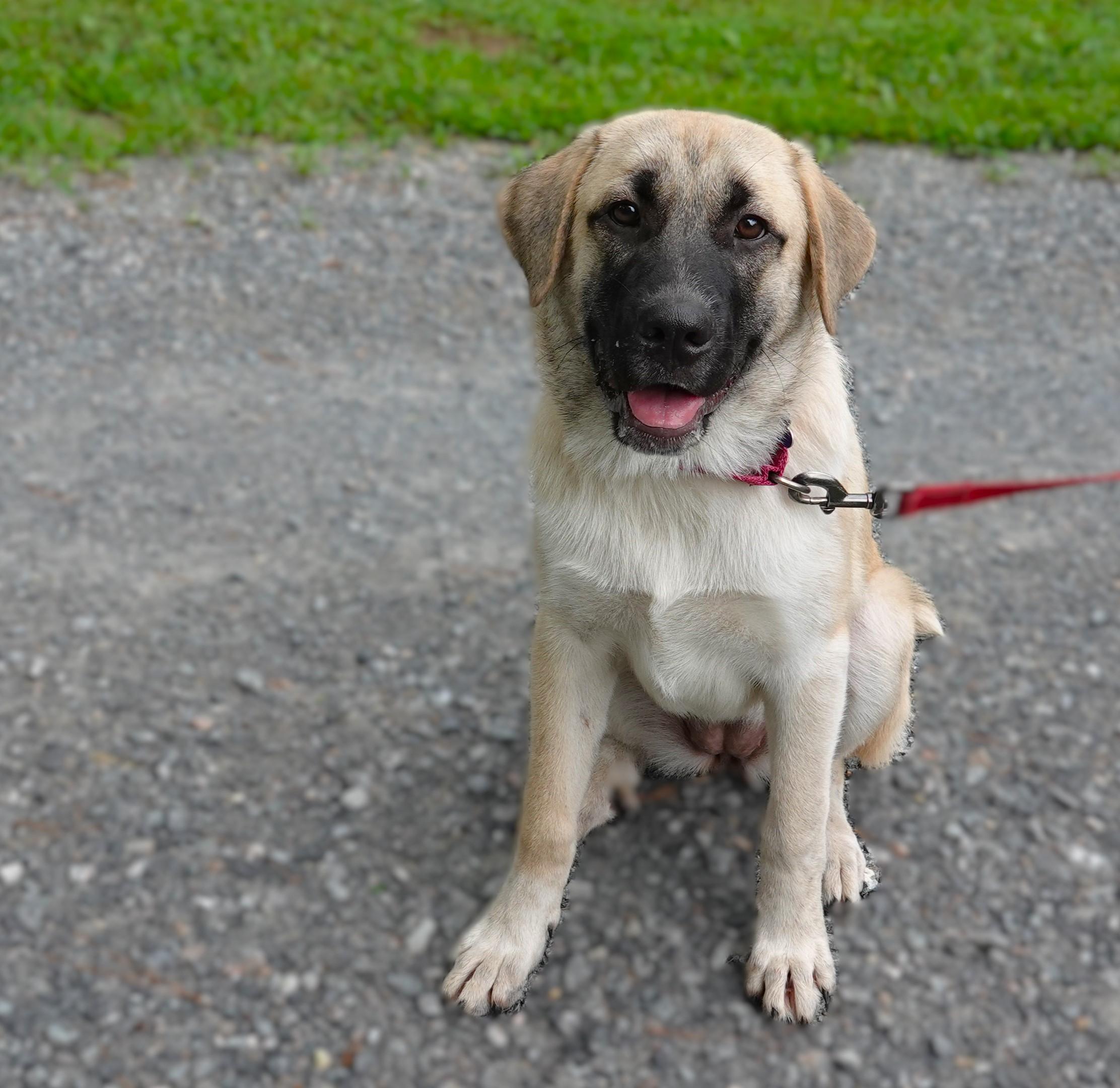 Sienna, a Adoptable mixed breed in Richmond, VA image 3/3