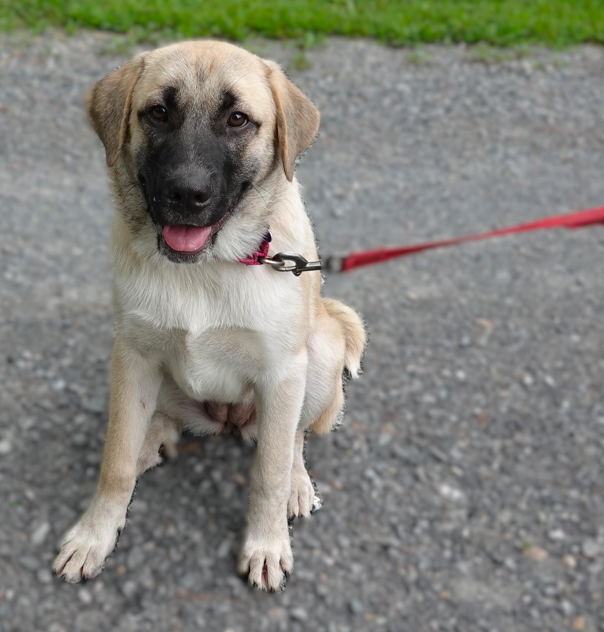 Sienna, Adoptable, Young Female Anatolian Shepherd & Great Pyrenees.