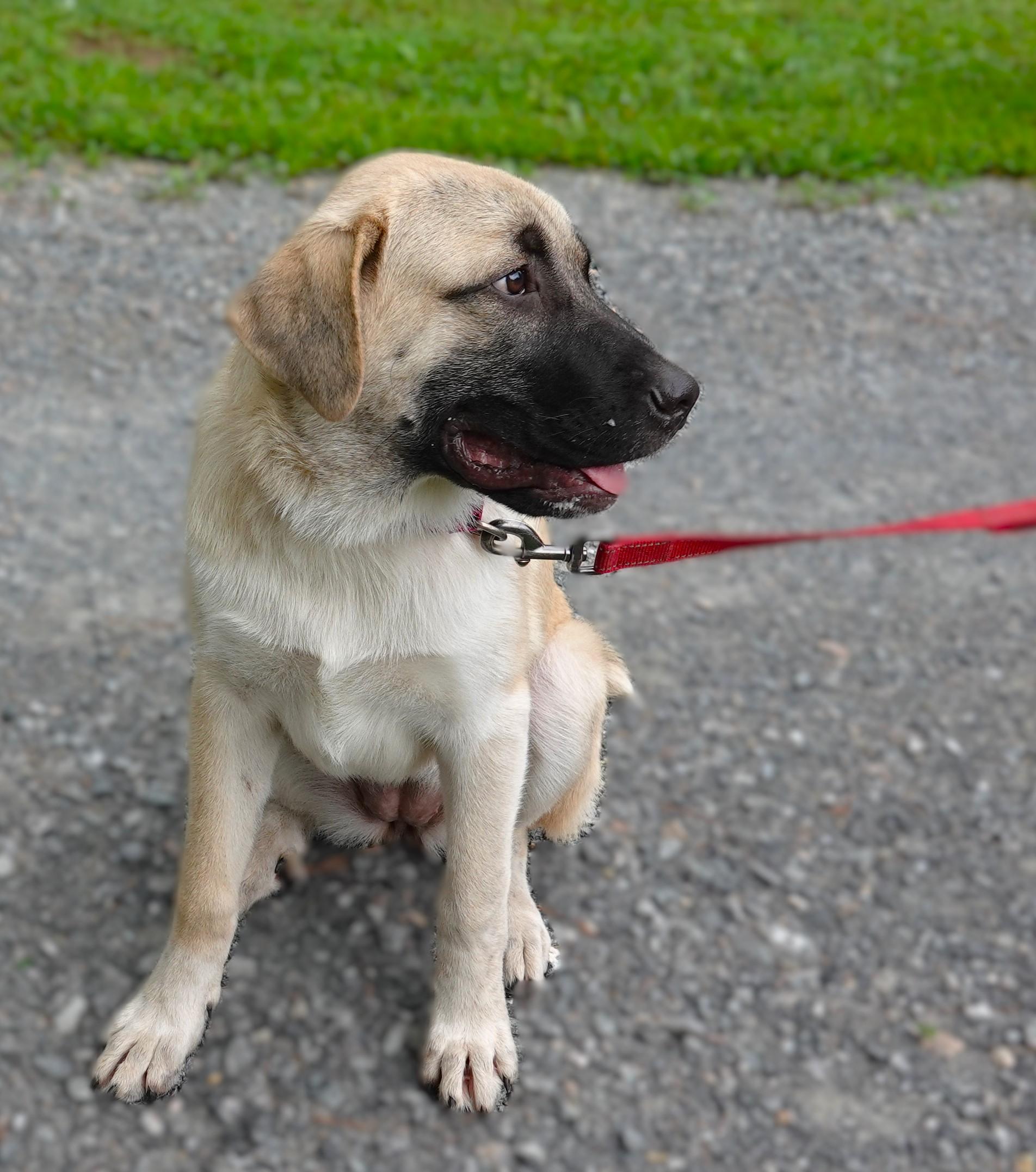 Sienna, a Adoptable mixed breed in Richmond, VA image 2/3