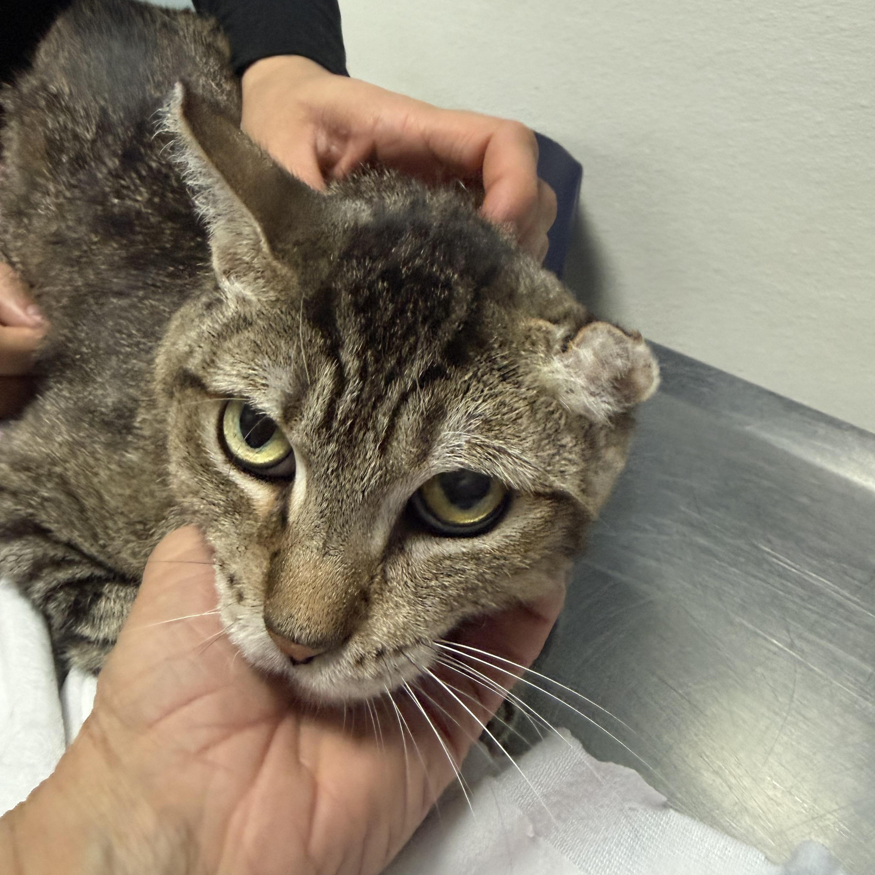 Enlarge Mikey, a ADOPTABLE Tabby in Las Vegas, NV image 1/1