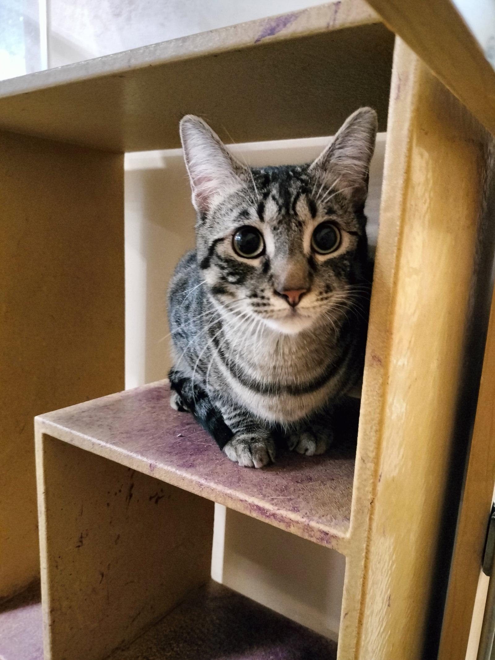 Fancy, Adoptable, Adult Male American Shorthair.