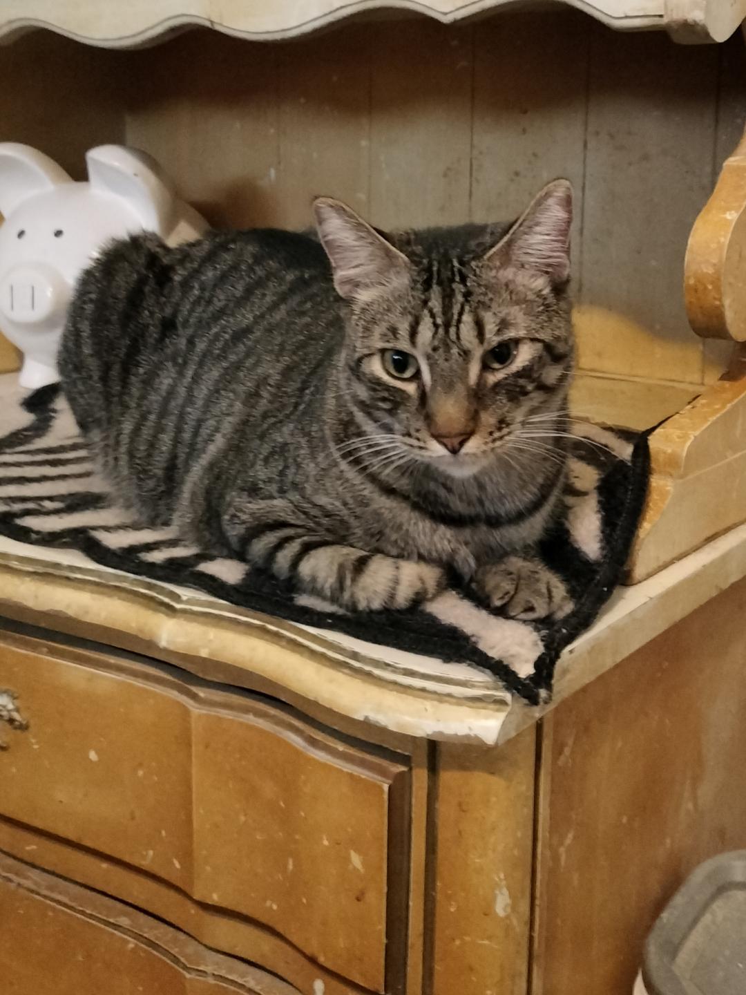Enlarge Fancy, a Adoptable American Shorthair in Phoenix, AZ image 2/2