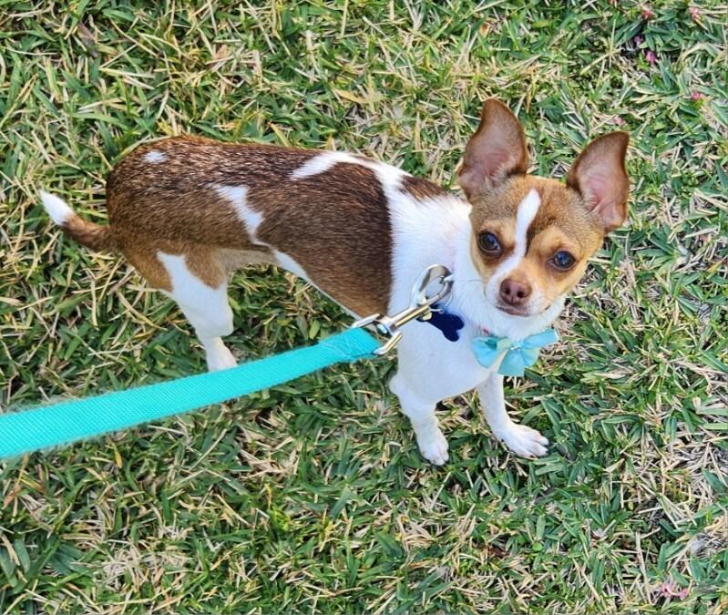 Chickie, Adoptable, Puppy Female Chihuahua.